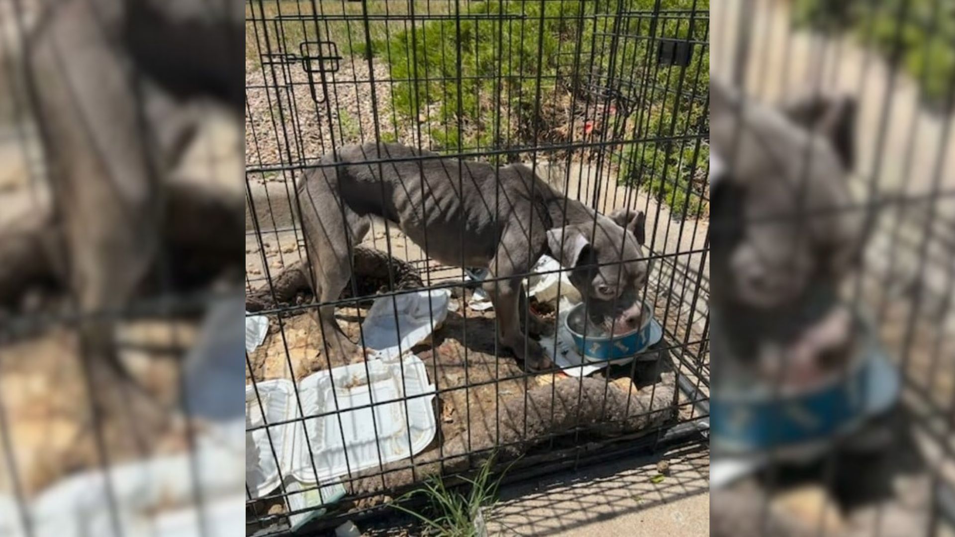 Fortunately, a kind passerby noticed the...