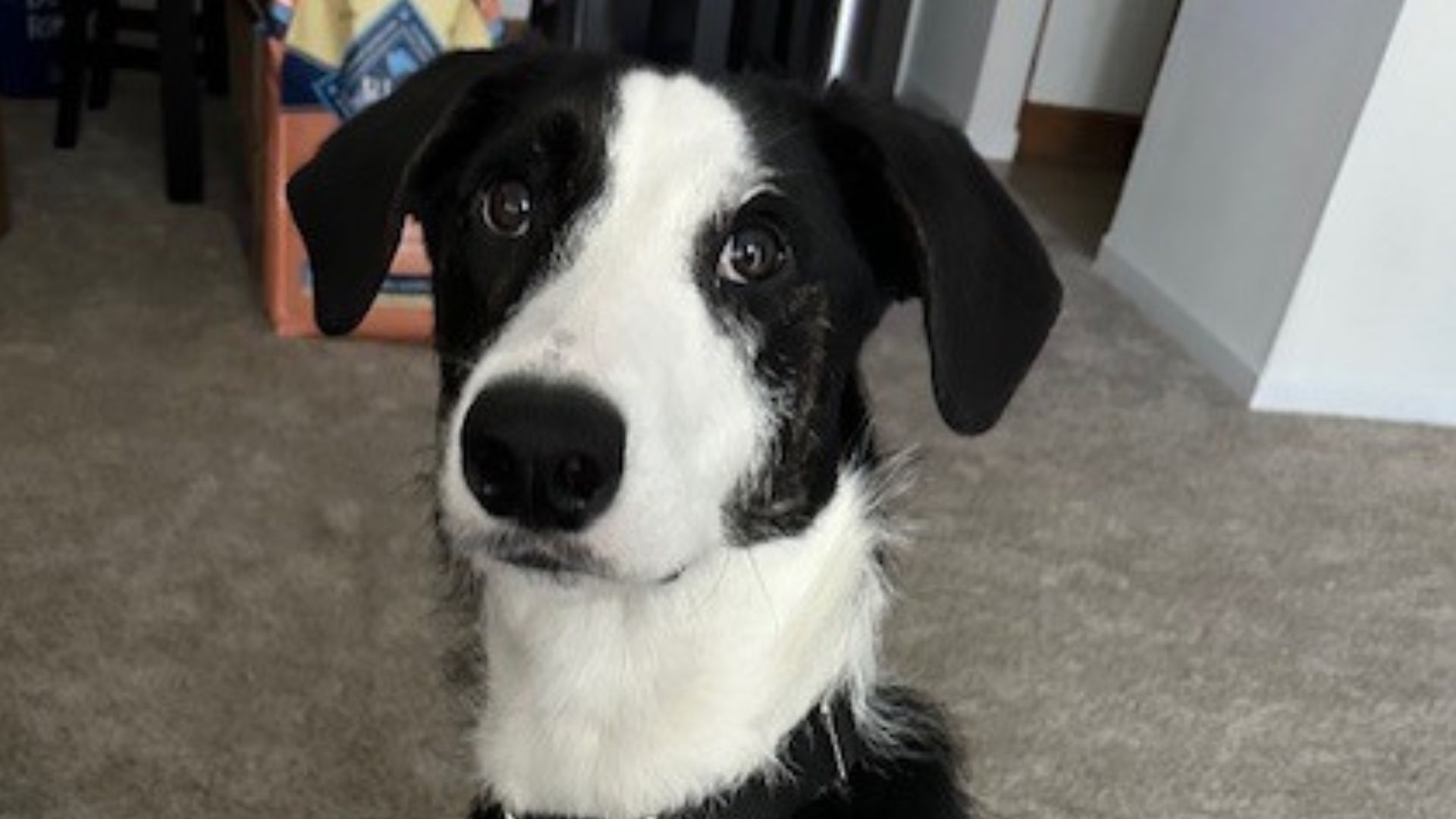 His search for a family seemed promising...