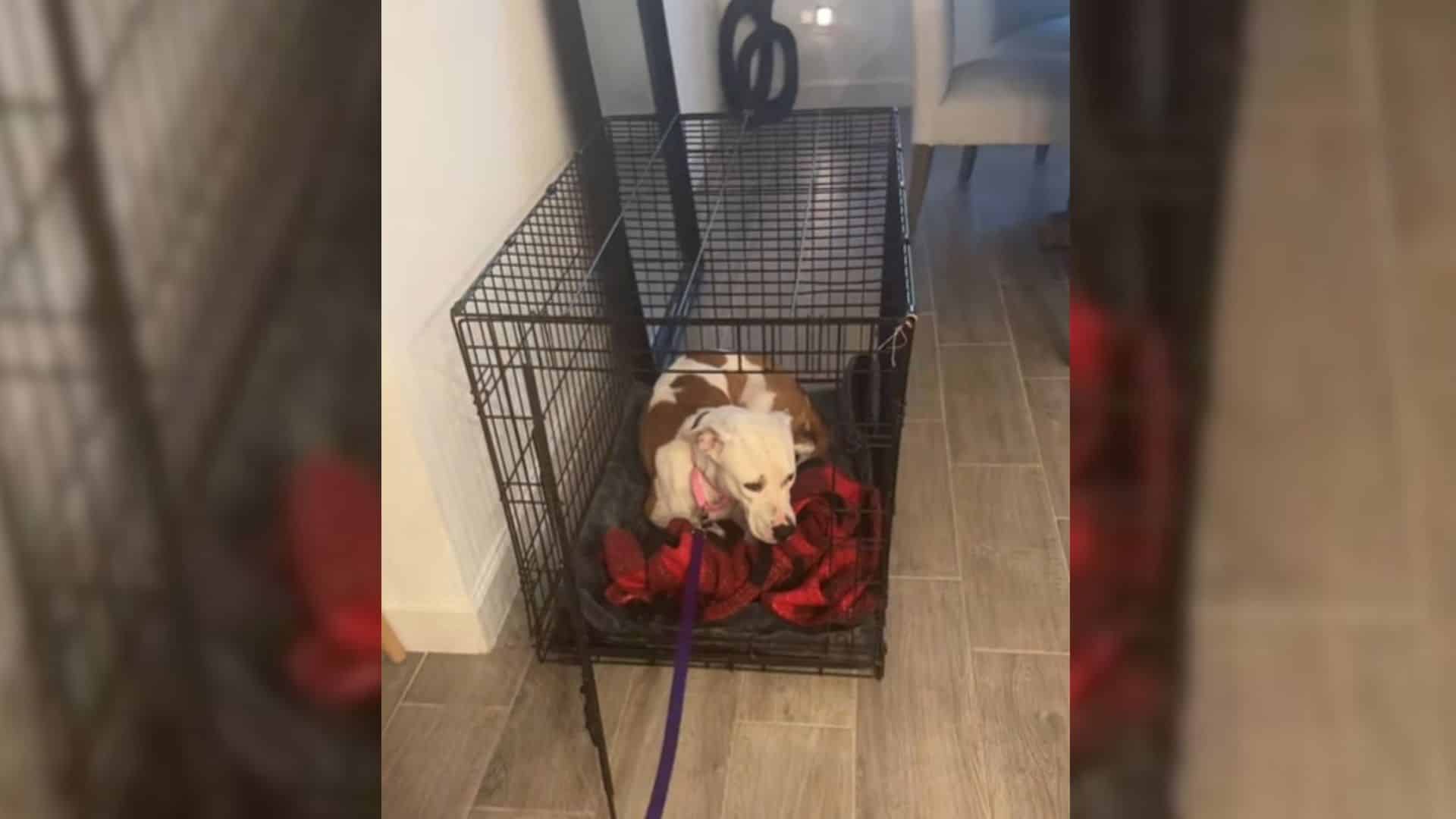 Ziggy's journey took a turn for the bett...