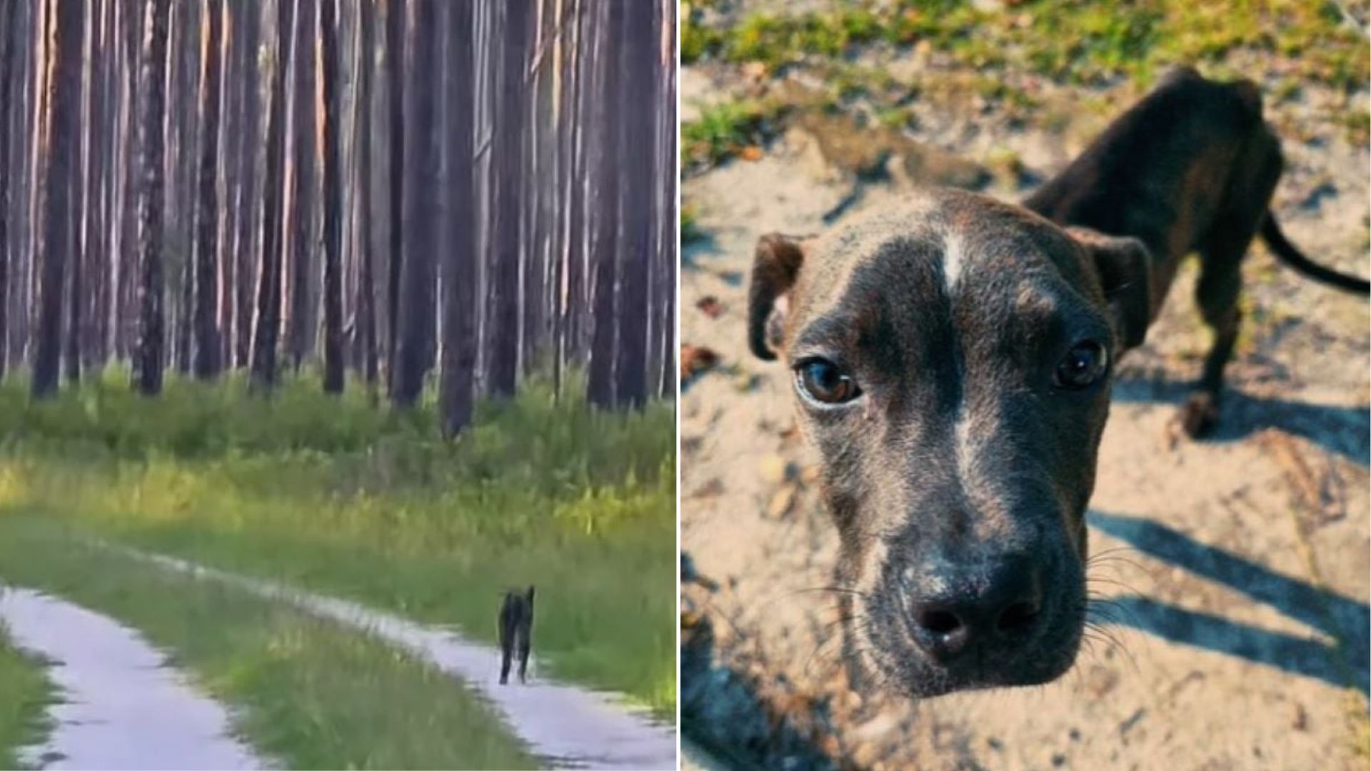 His fortunes changed completely when Sco...