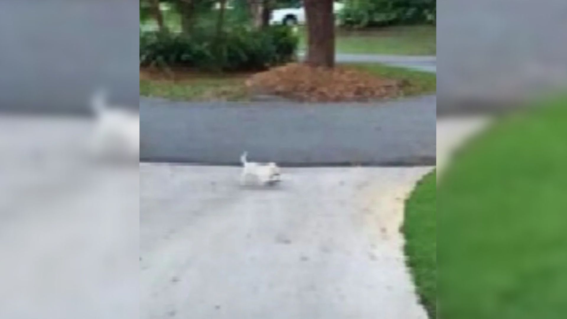 Usually, Gracie completed her task witho...