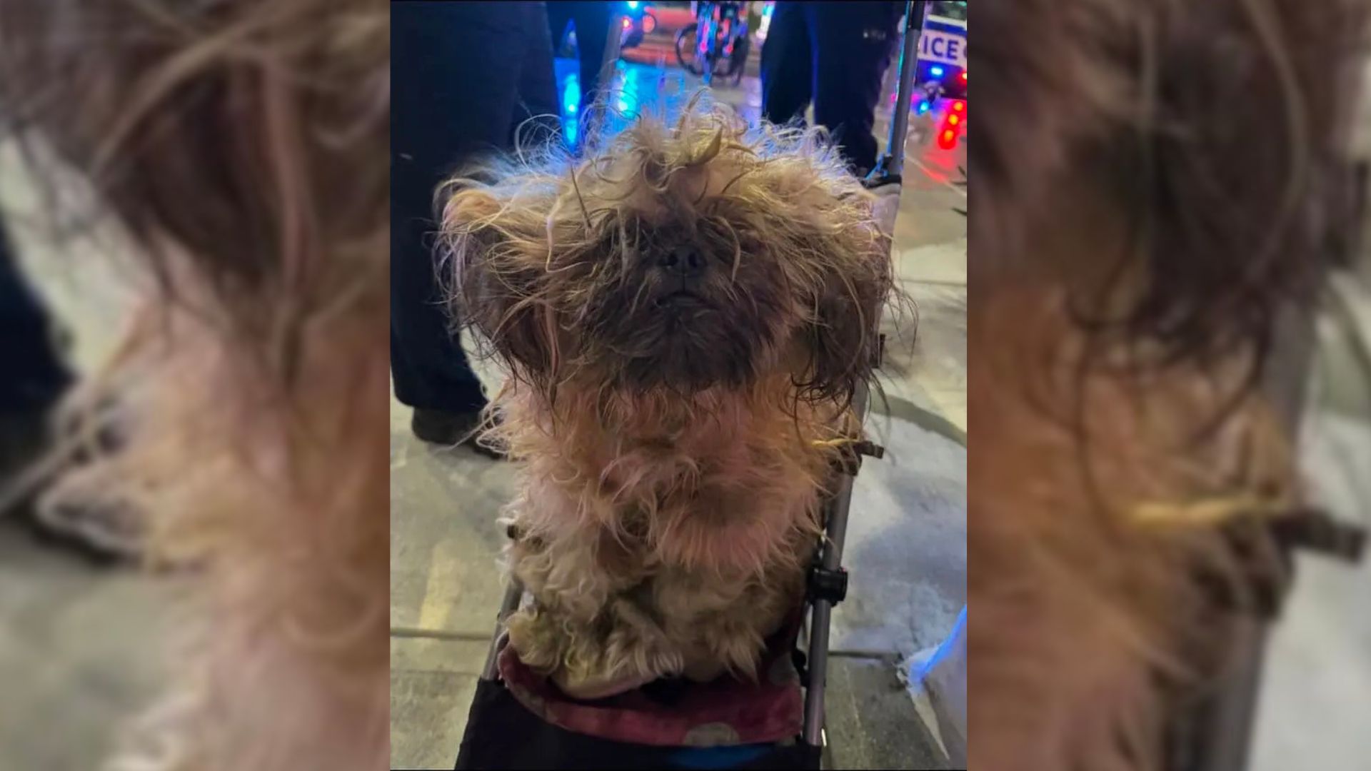 In the woman's possession was a dog stro...