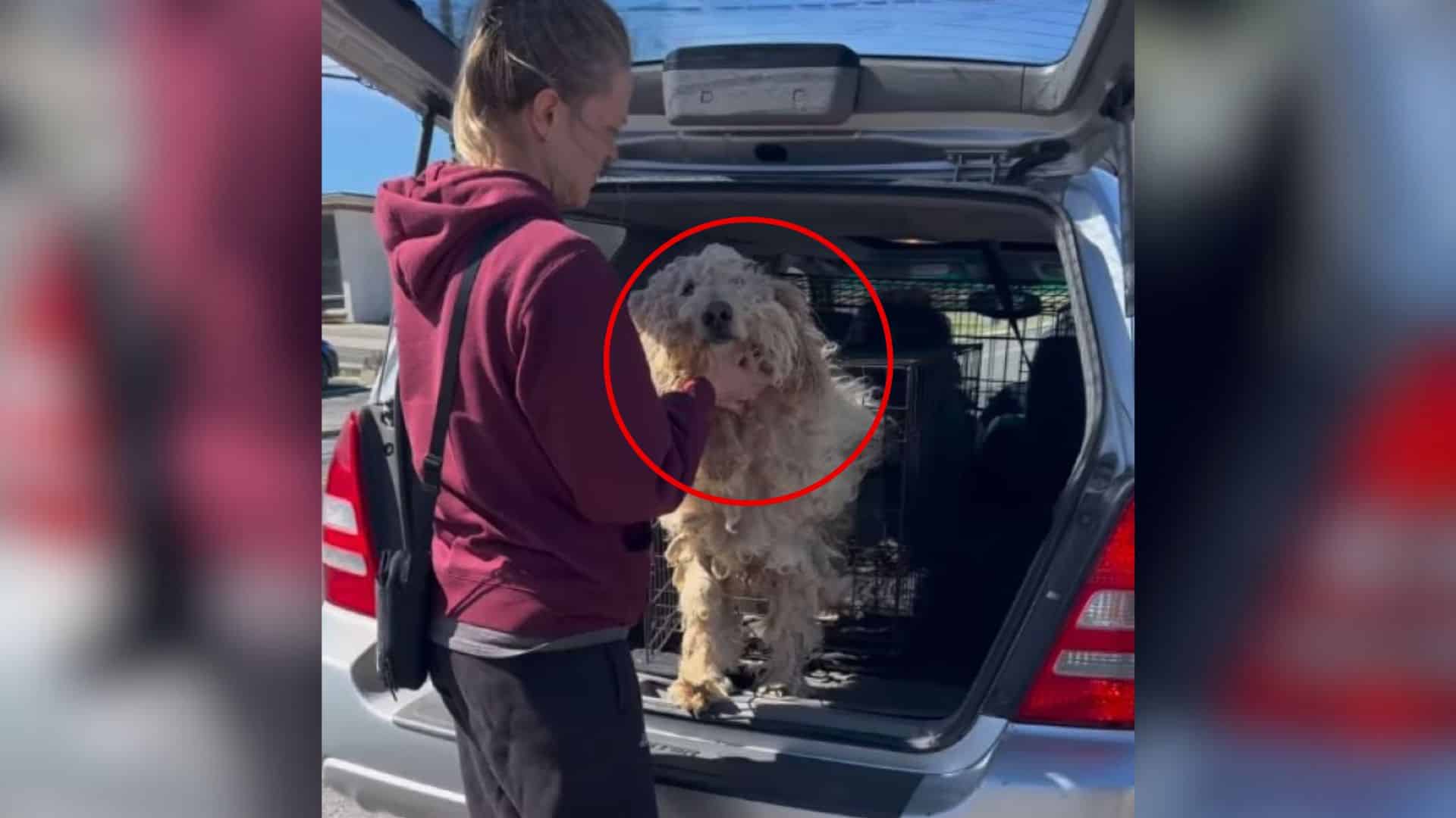 Remarkably, despite their dismal state, ...