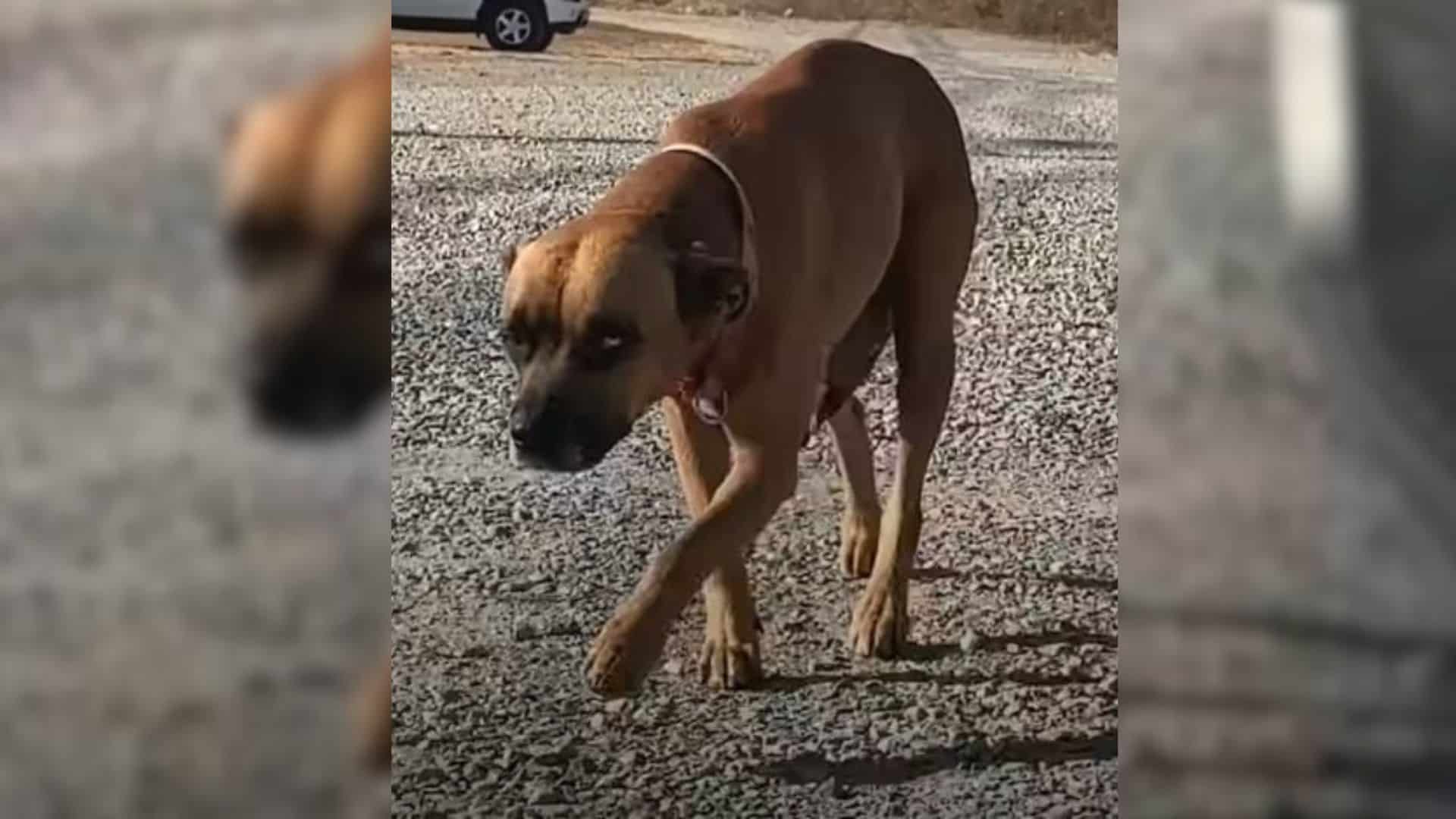 This story highlights the journey of a d...