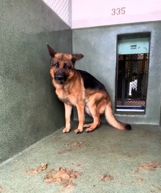 Efforts to distract Romeo, including a p...