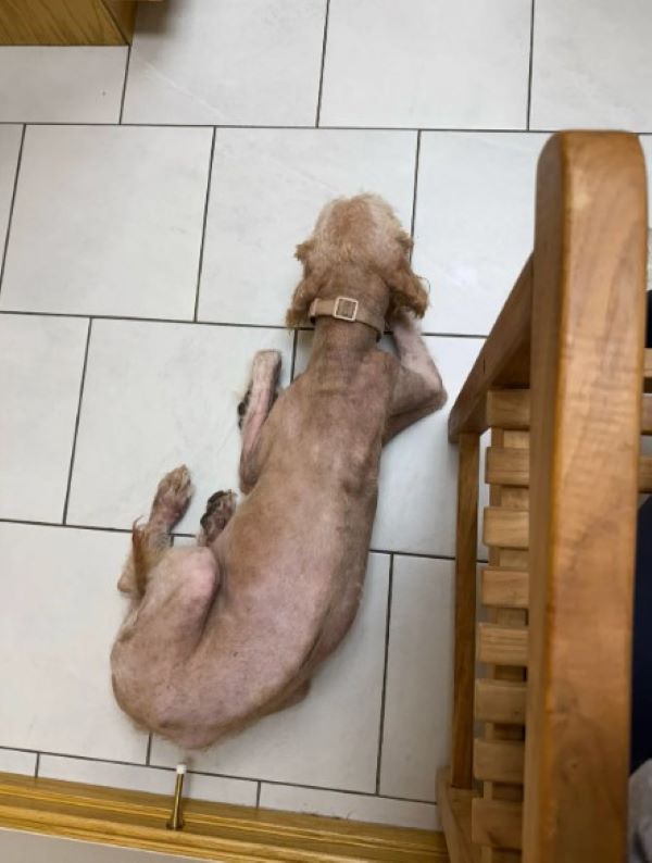 Daisy underwent a spaying procedure and ...