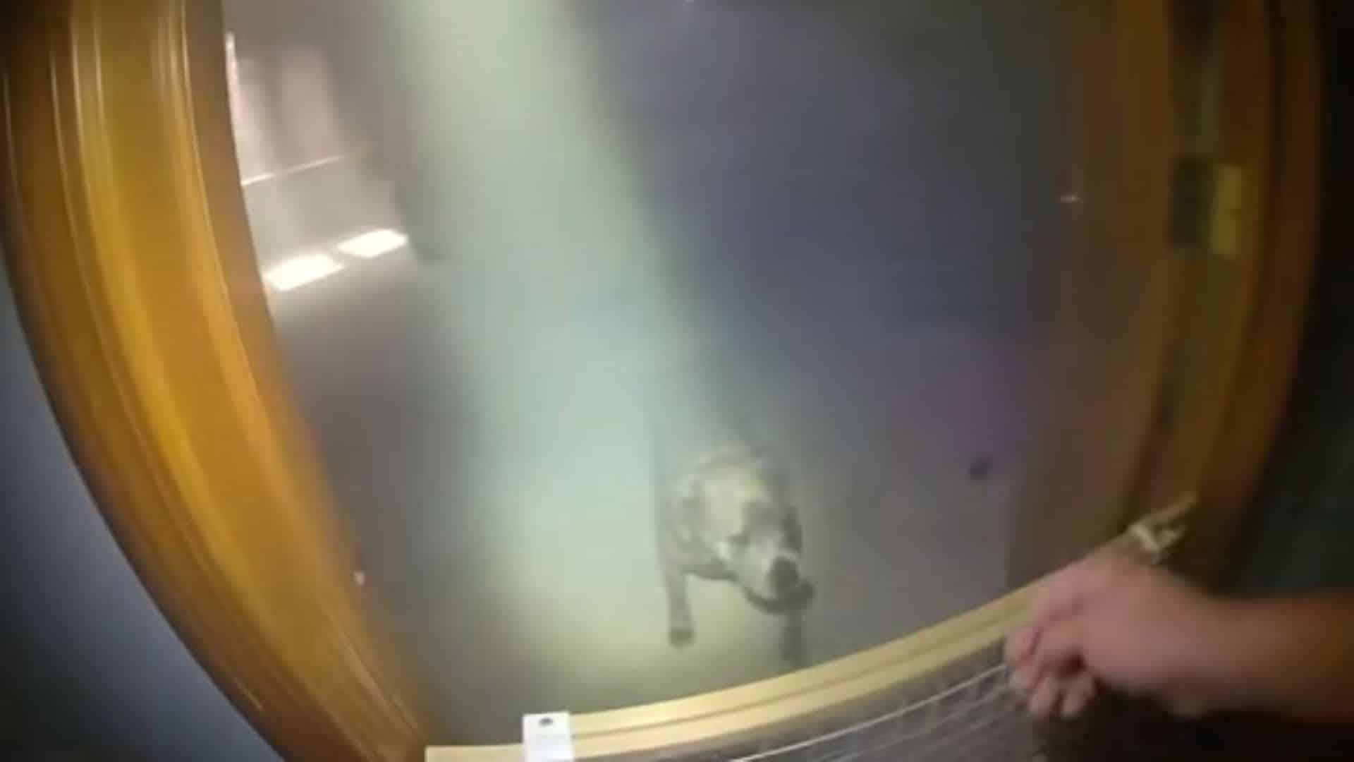 In Aurora, Illinois, officers Michael El...