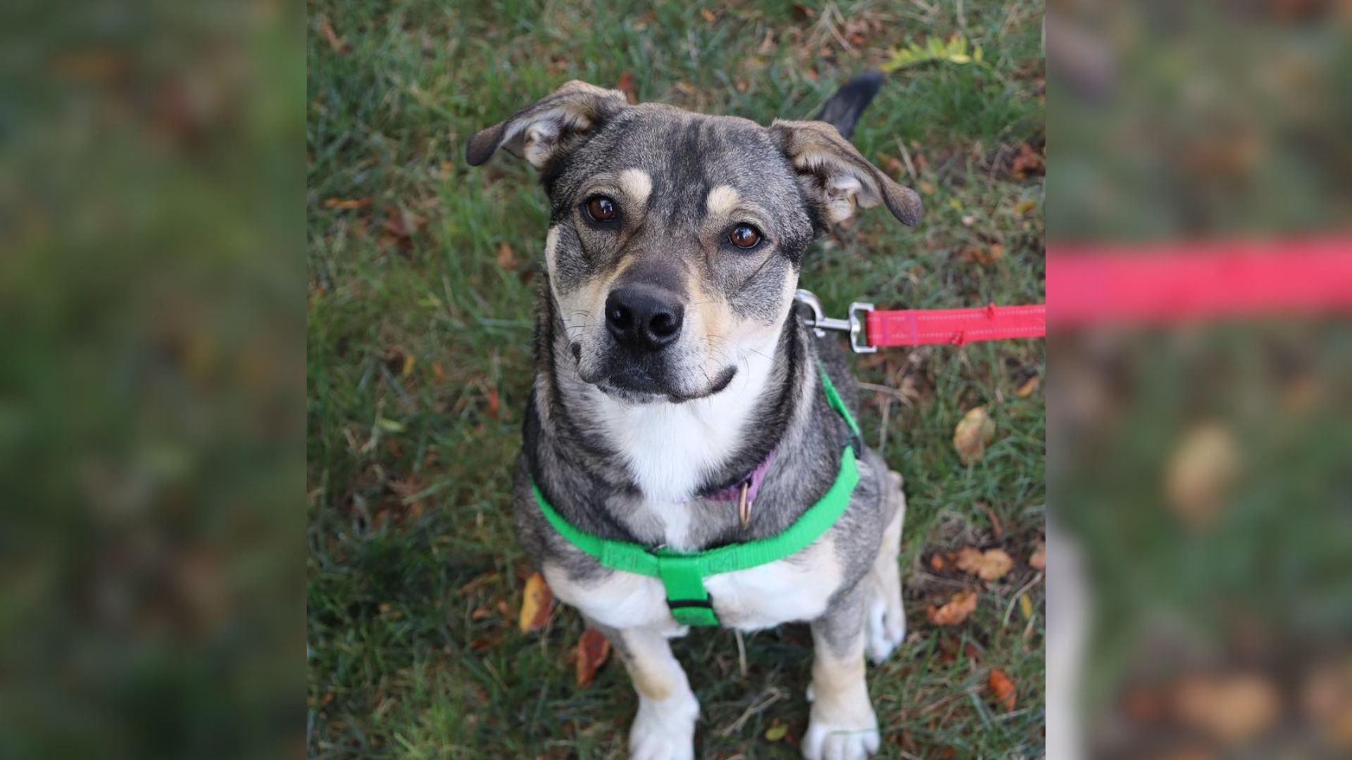 Despite such challenges, some dogs manag...