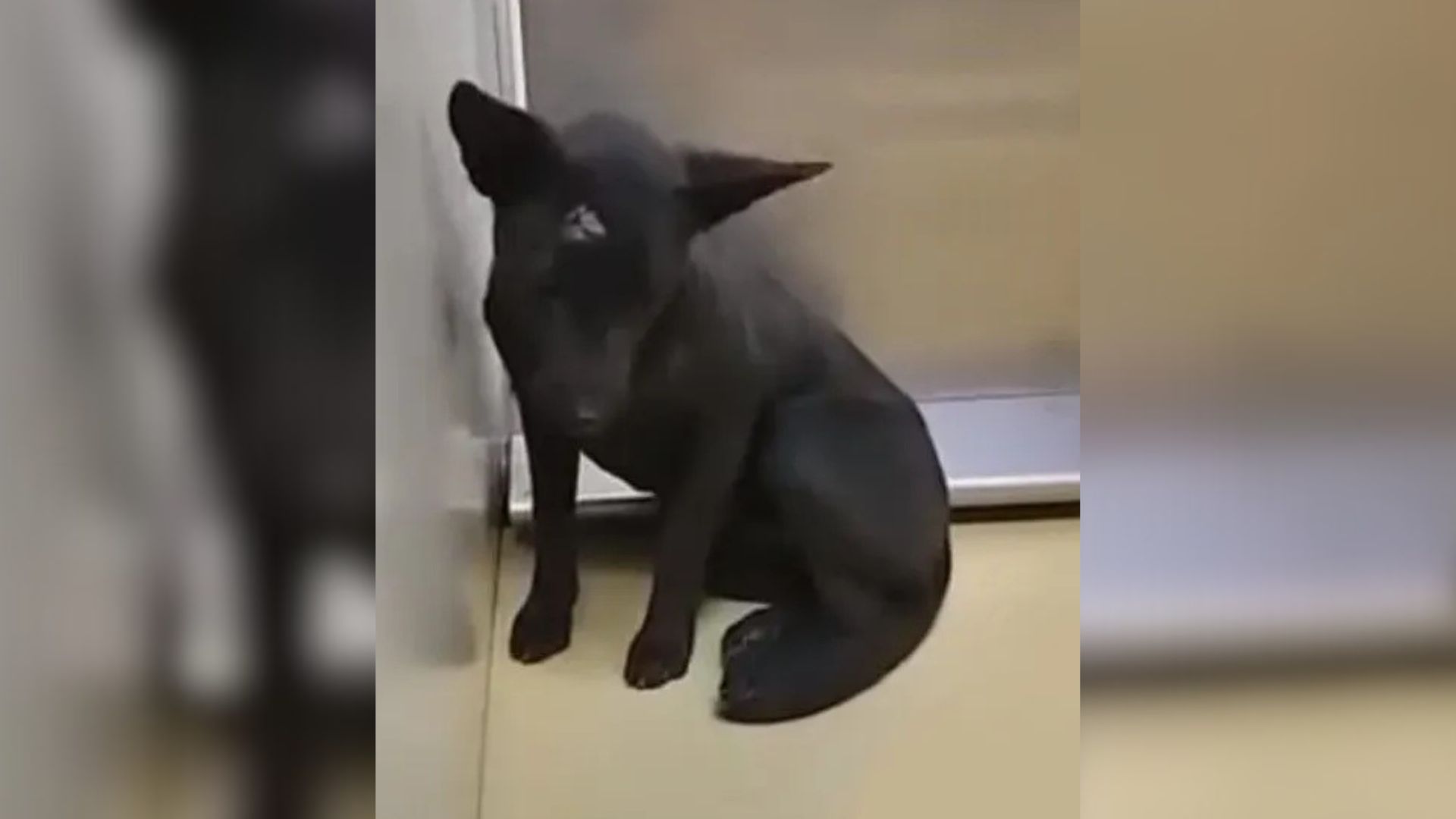 When the puppy arrived at the shelter, h...