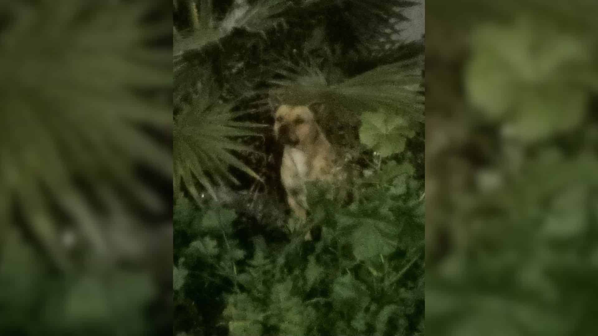 Concerned about how the dog ended up in ...