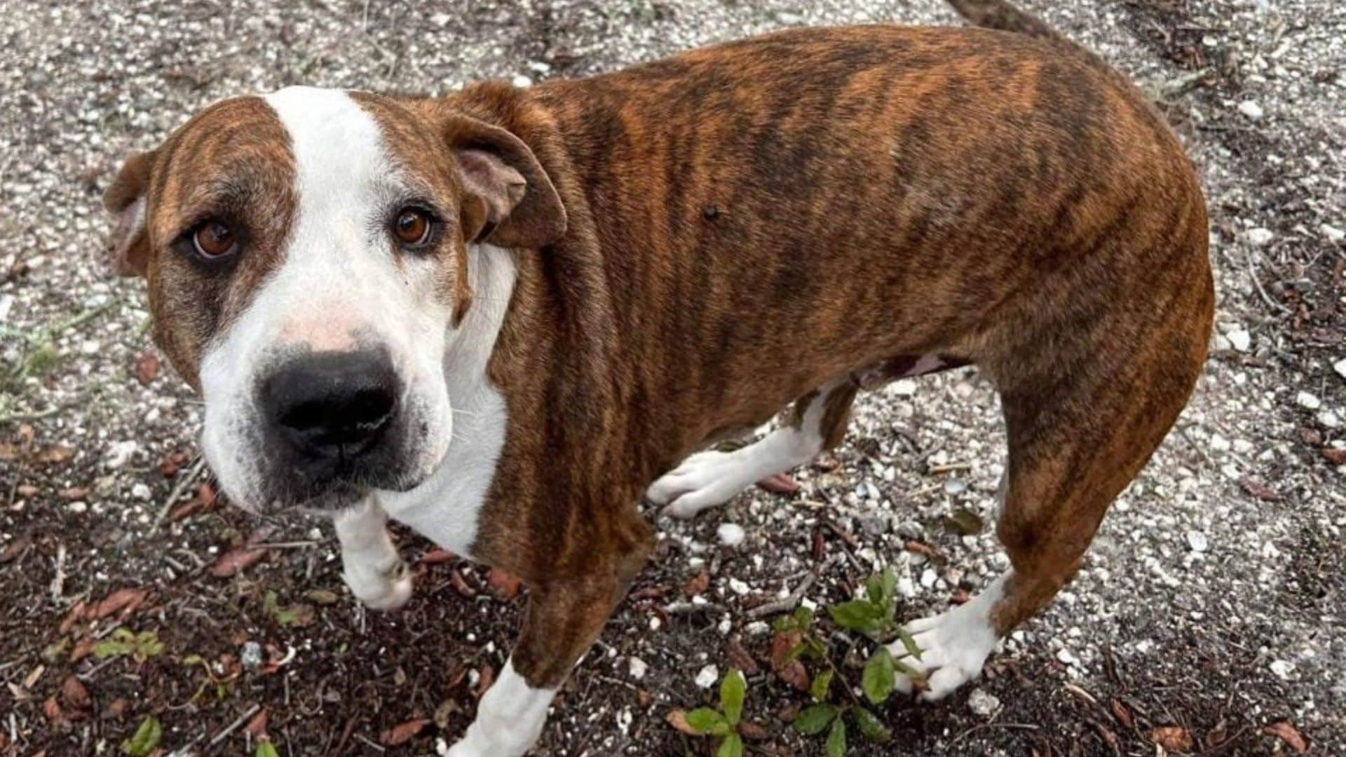 Boey vanished from his home in Zolfo Spr...