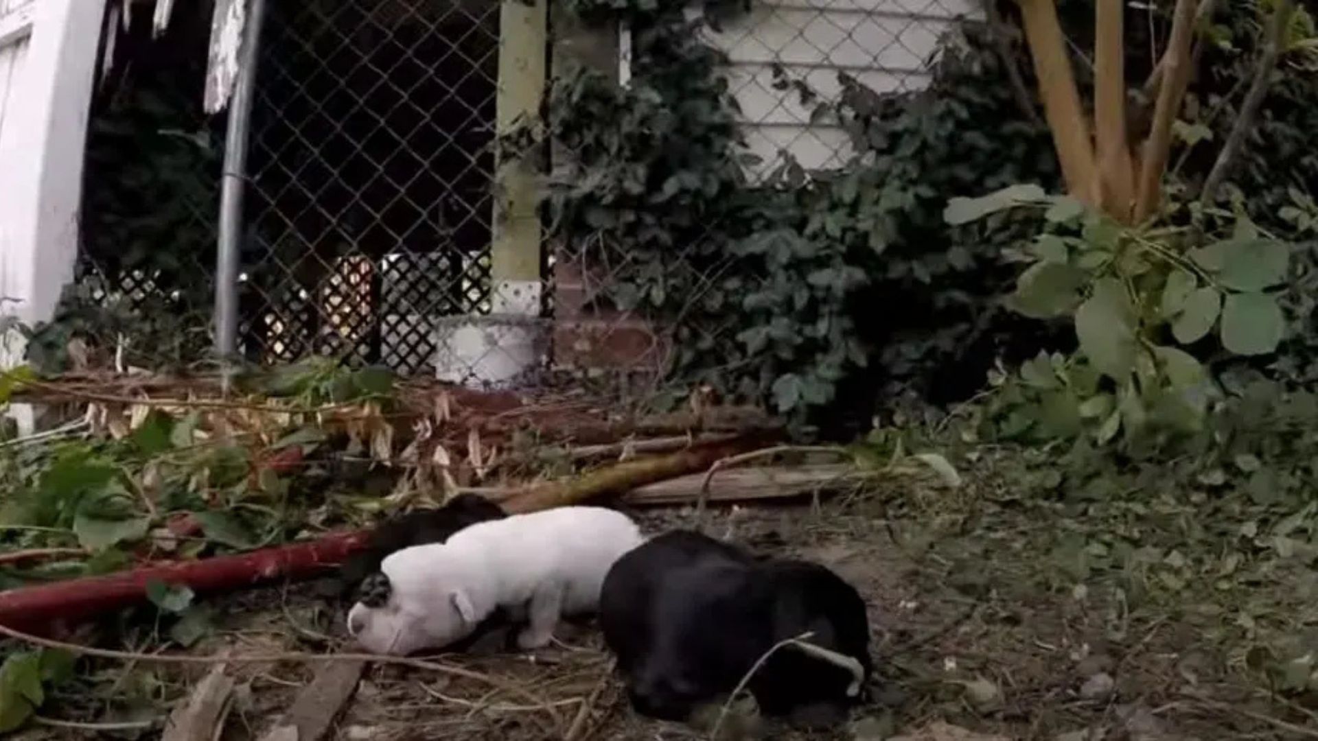 On arrival, they found a protective moth...