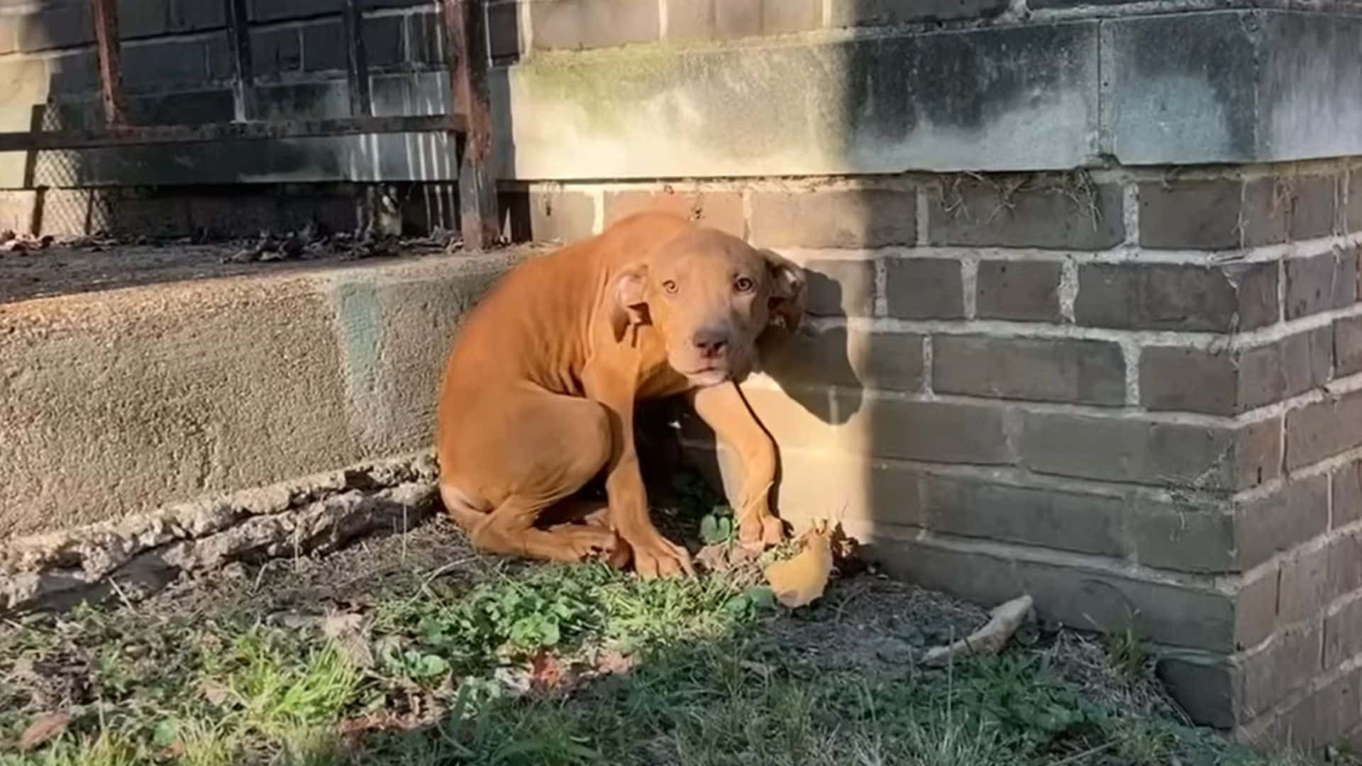 This narrative highlights the journey of...