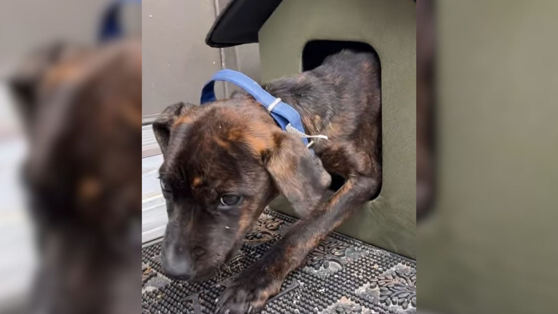 One such puppy, named Hanker, found hims...