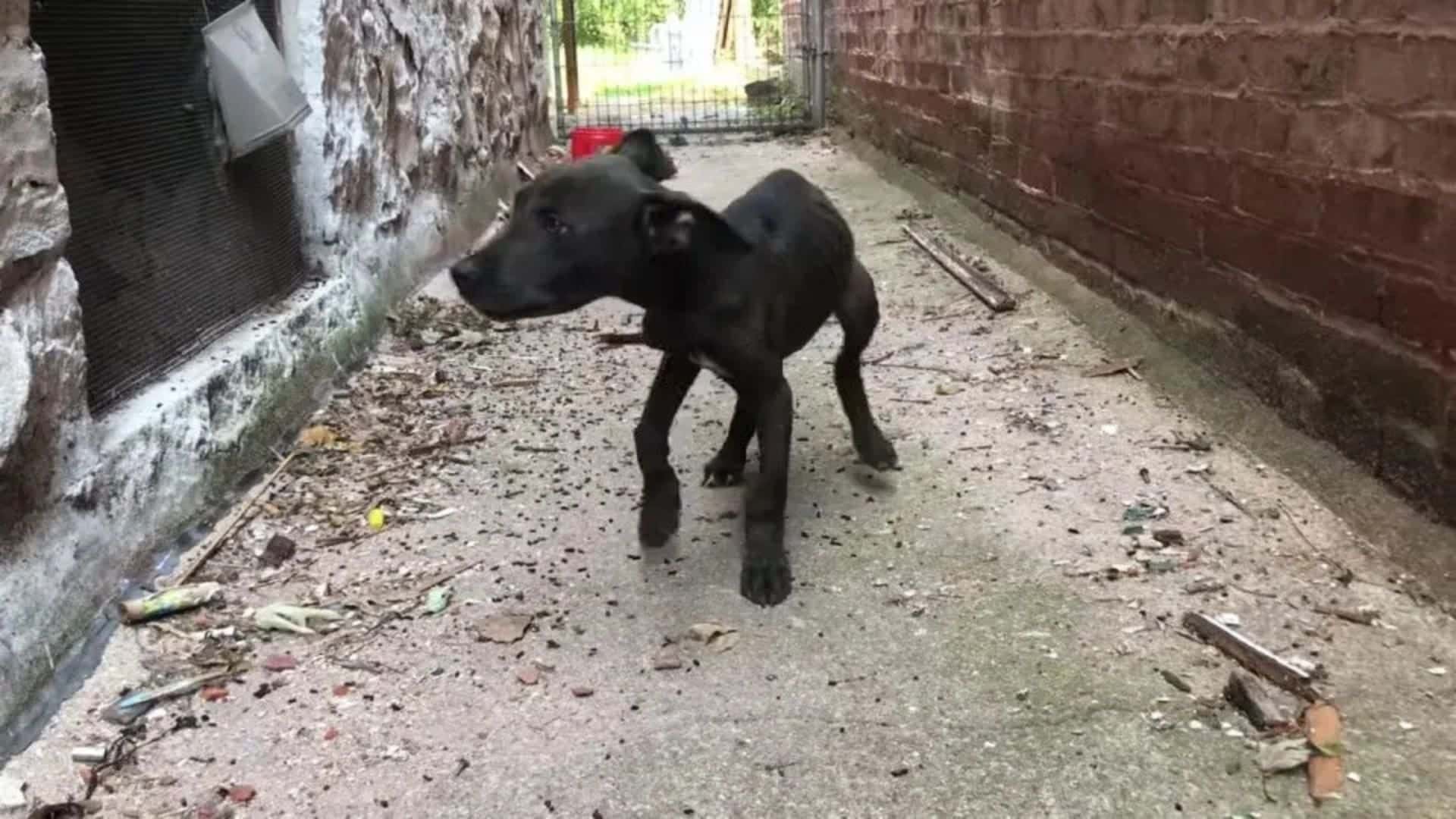 This is the tale of a young puppy discov...