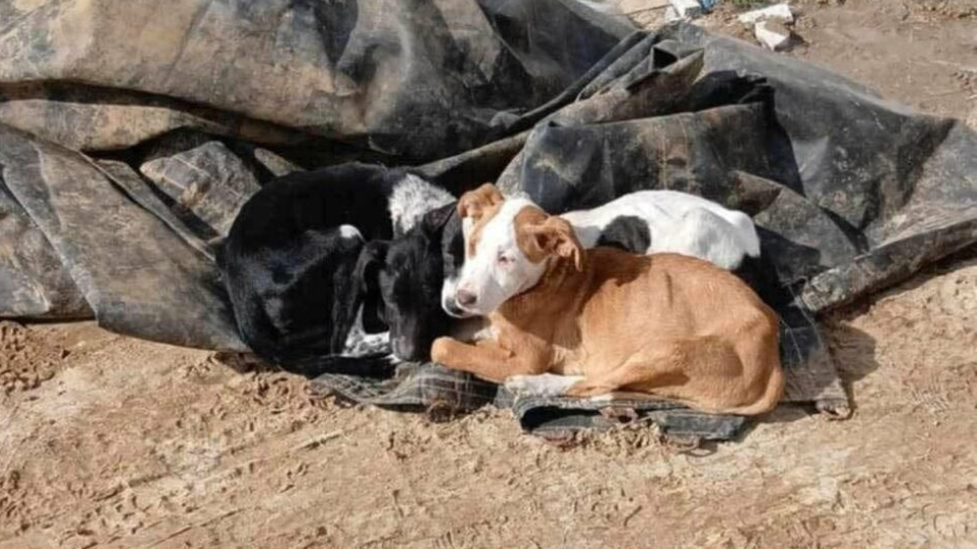 Among the debris were three small puppie...