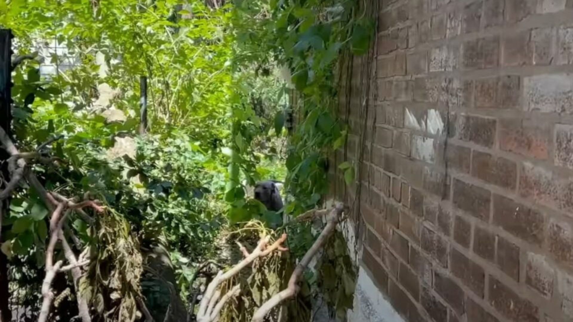 Upon arriving at the scene, rescuers wer...