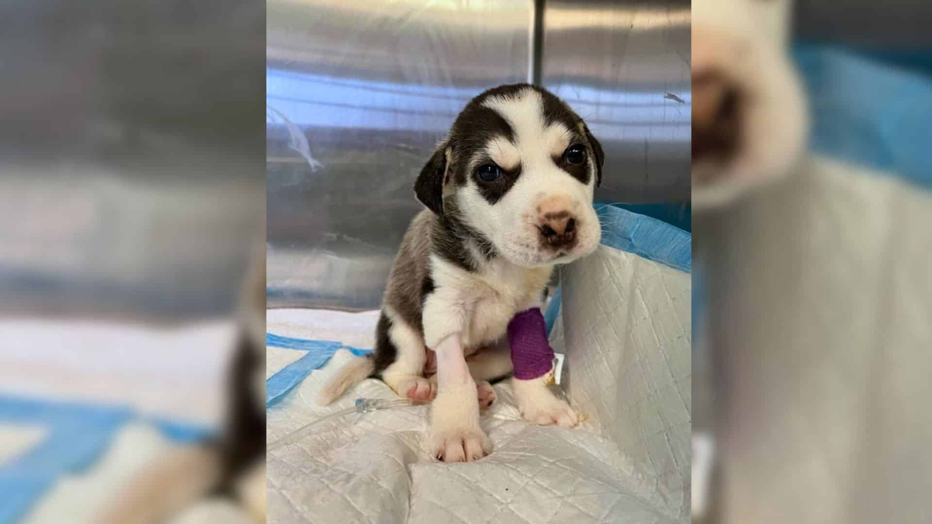 Realizing that Kiss needed 24-hour atten...