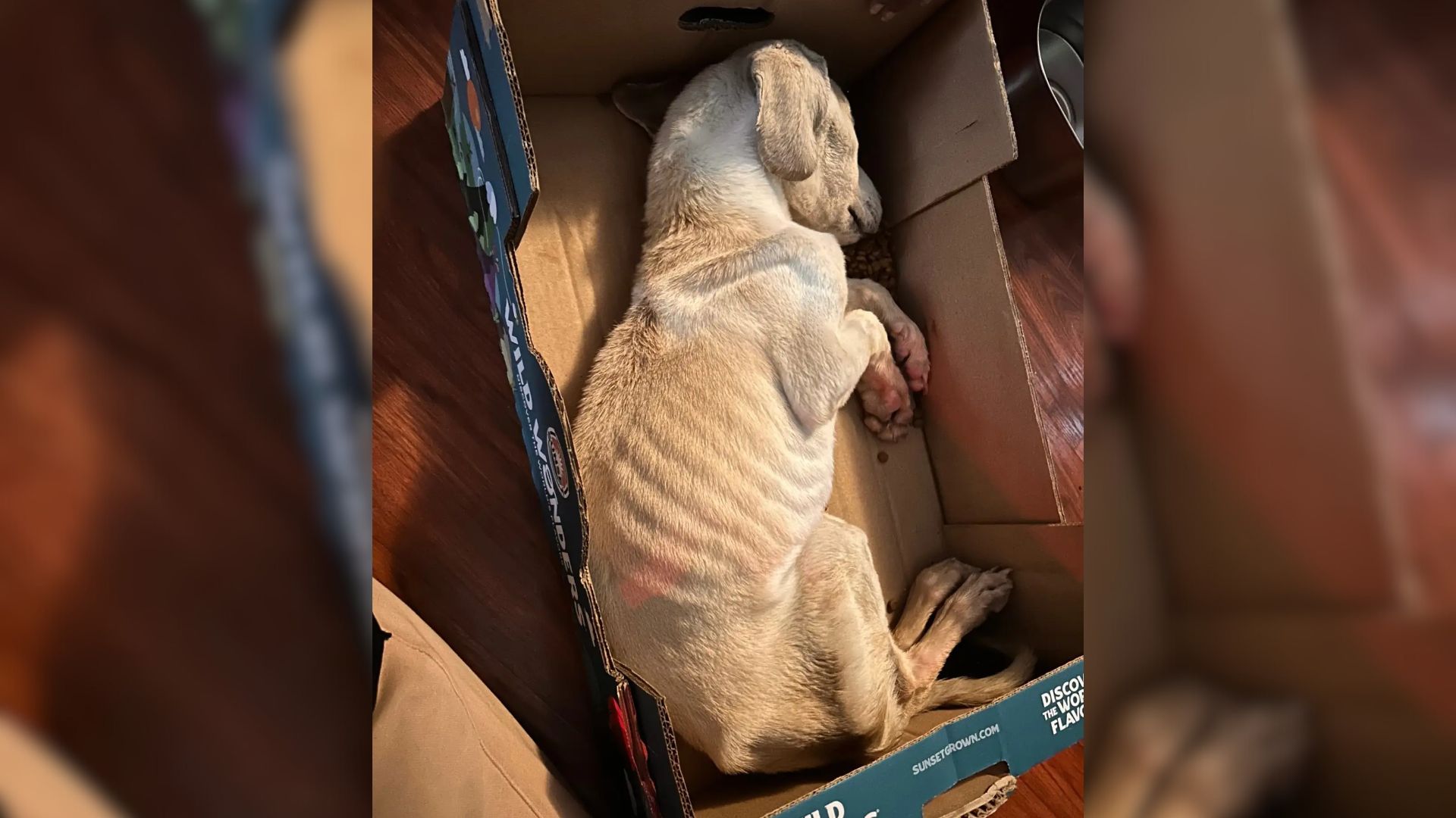 Despite the chilly air and the puppy’s f...