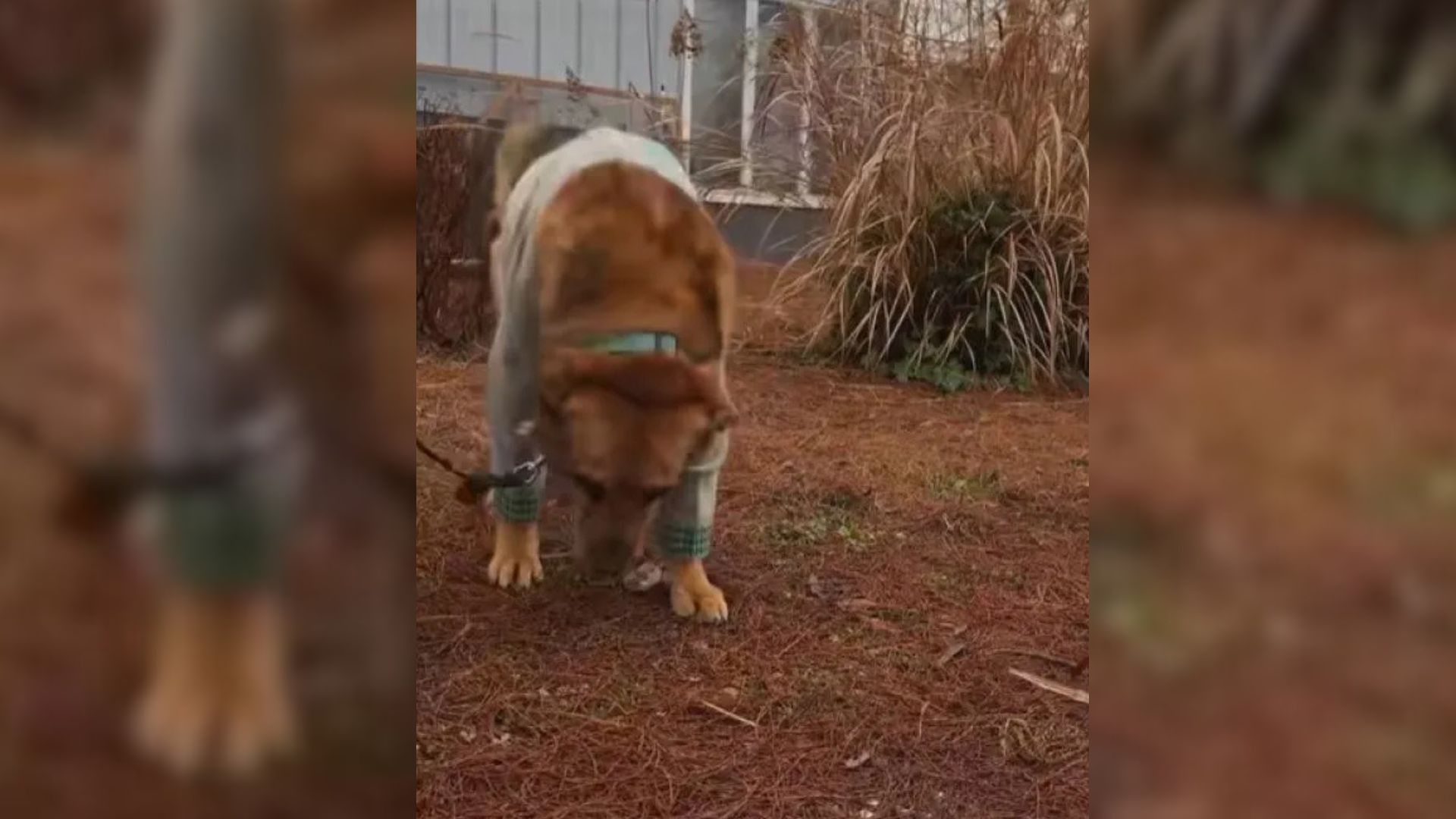 Luckily, Uncle Neil’s Home, a farm sanct...