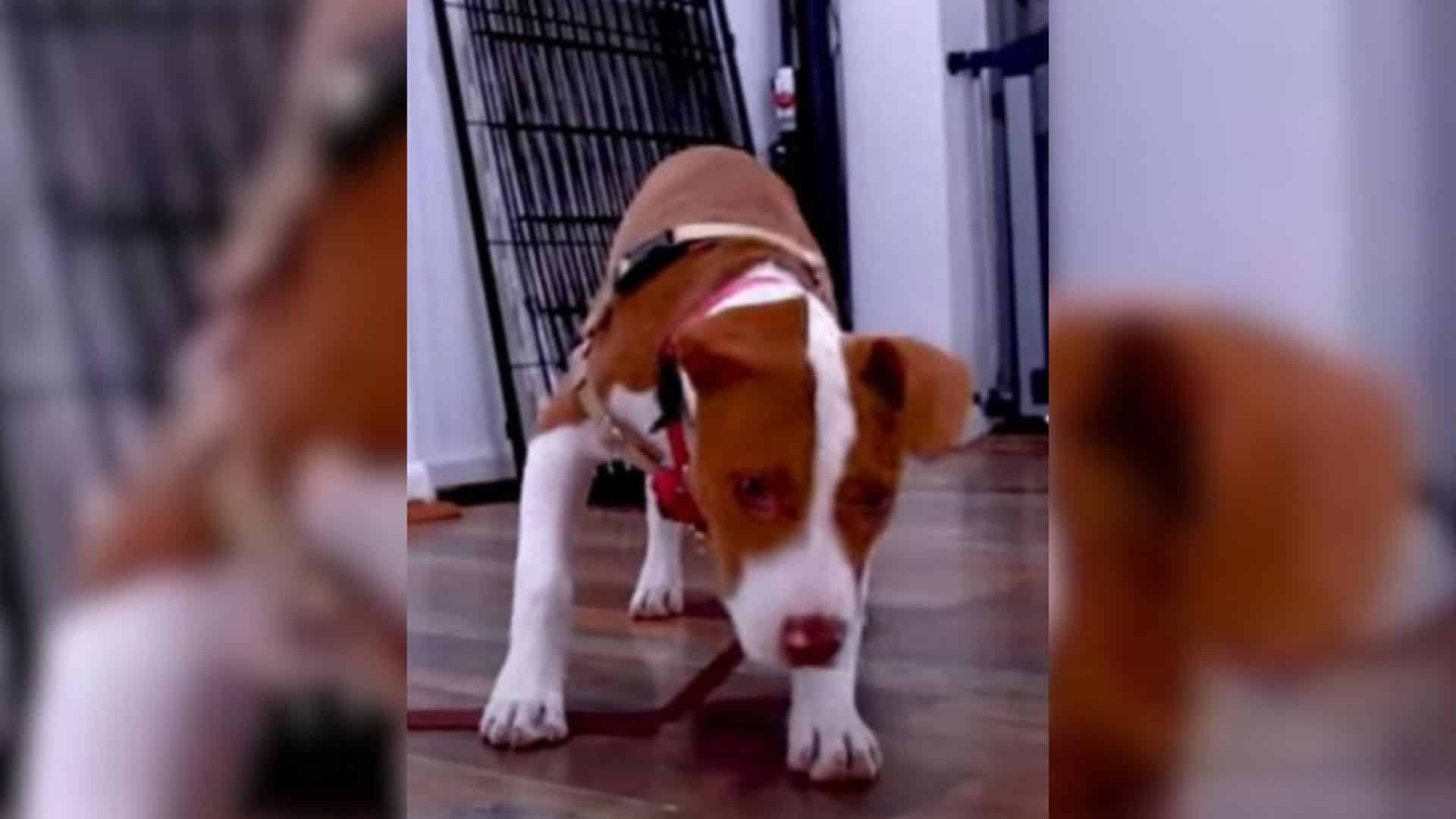 Take Maddie, a young pit bull, for examp...