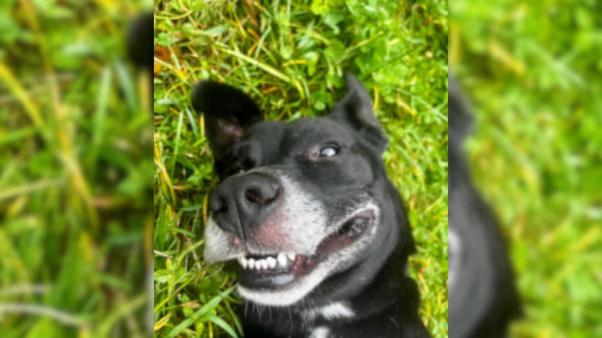 Unfortunately, many of these dogs have f...