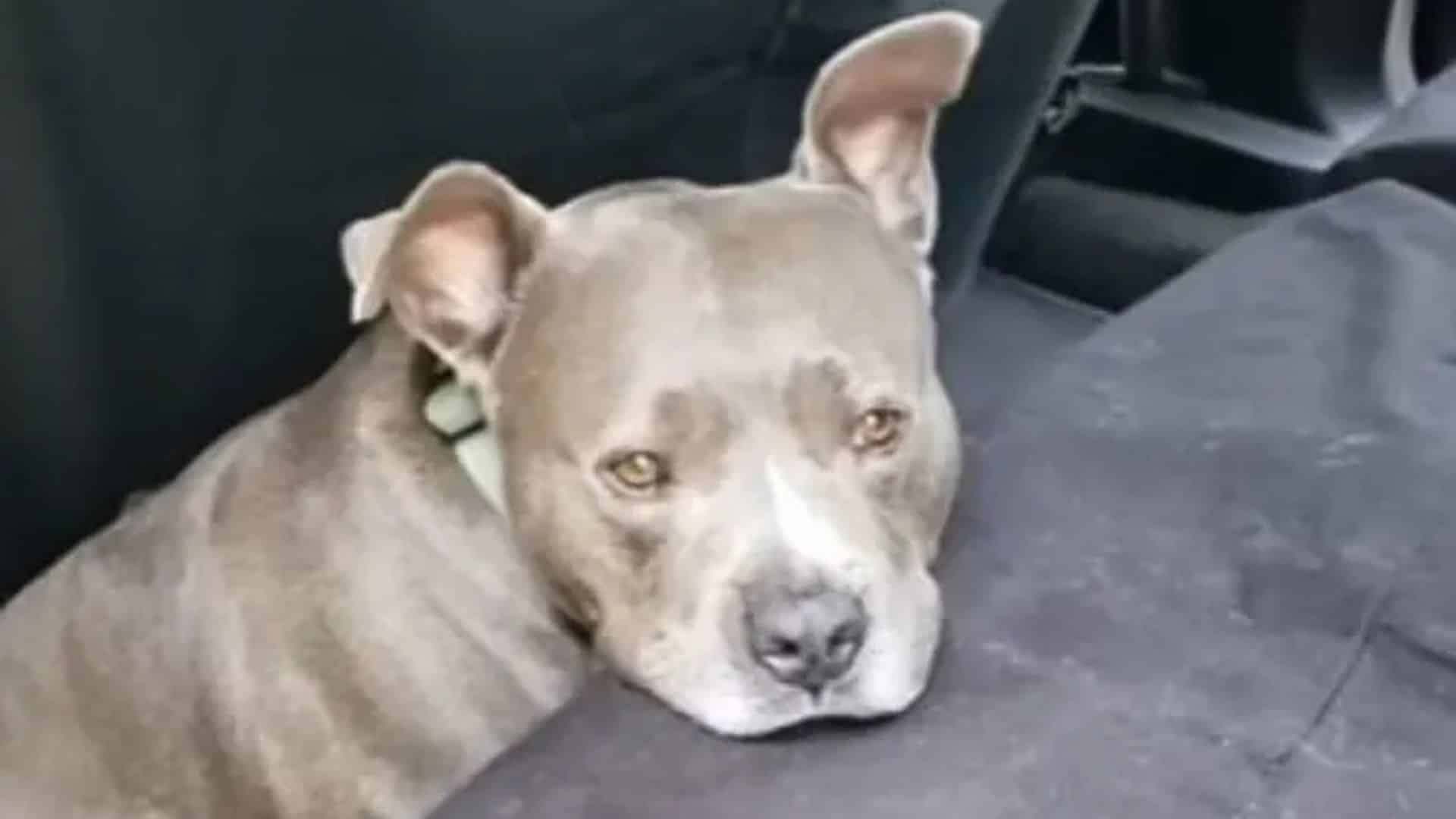 Unfortunately, many dogs face neglect, e...