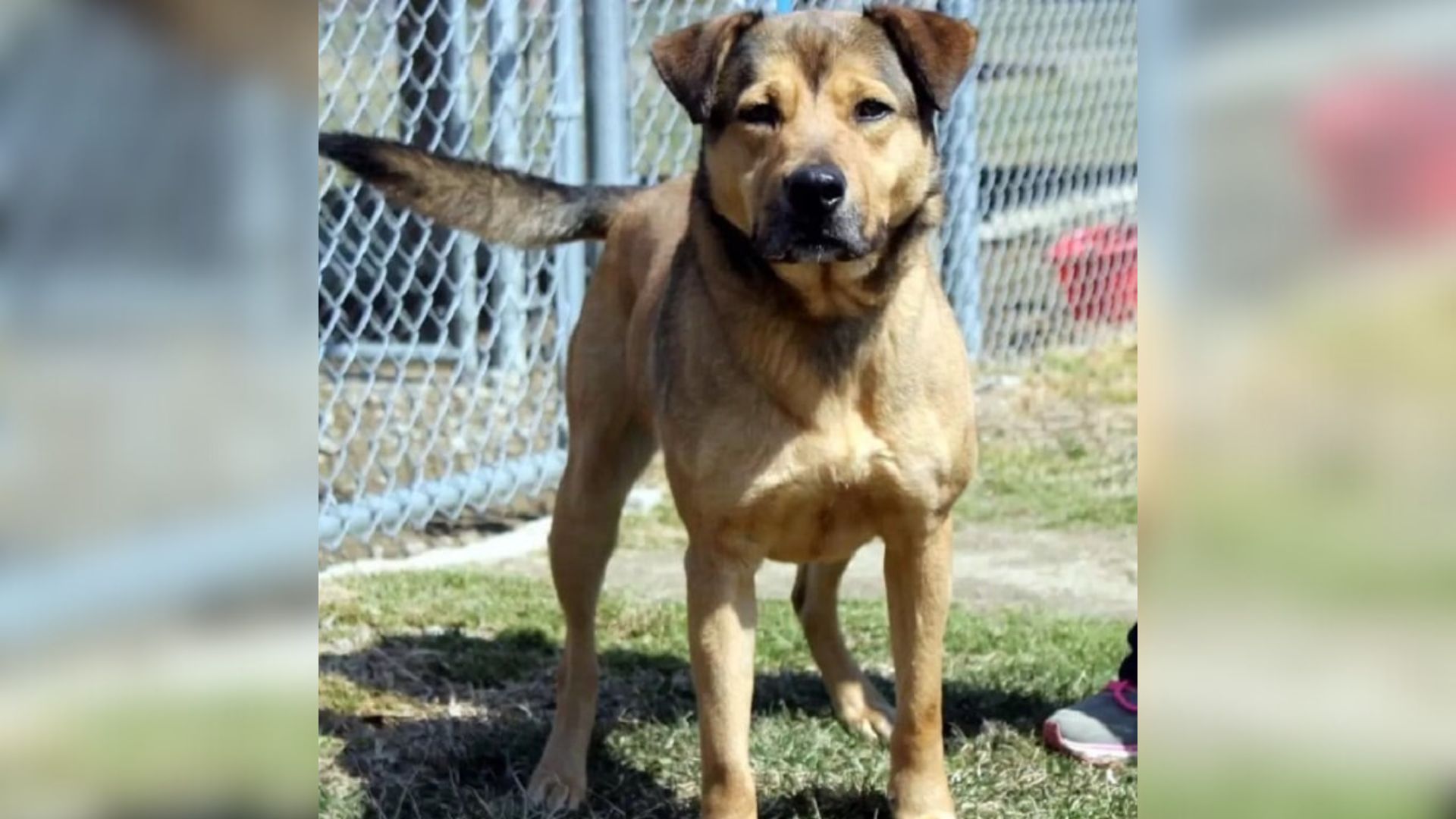 This is the tale of Higgins, a dog who s...