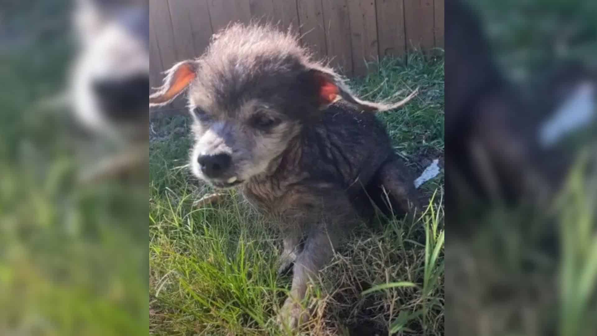 Link, a 16-year-old dog, found himself i...