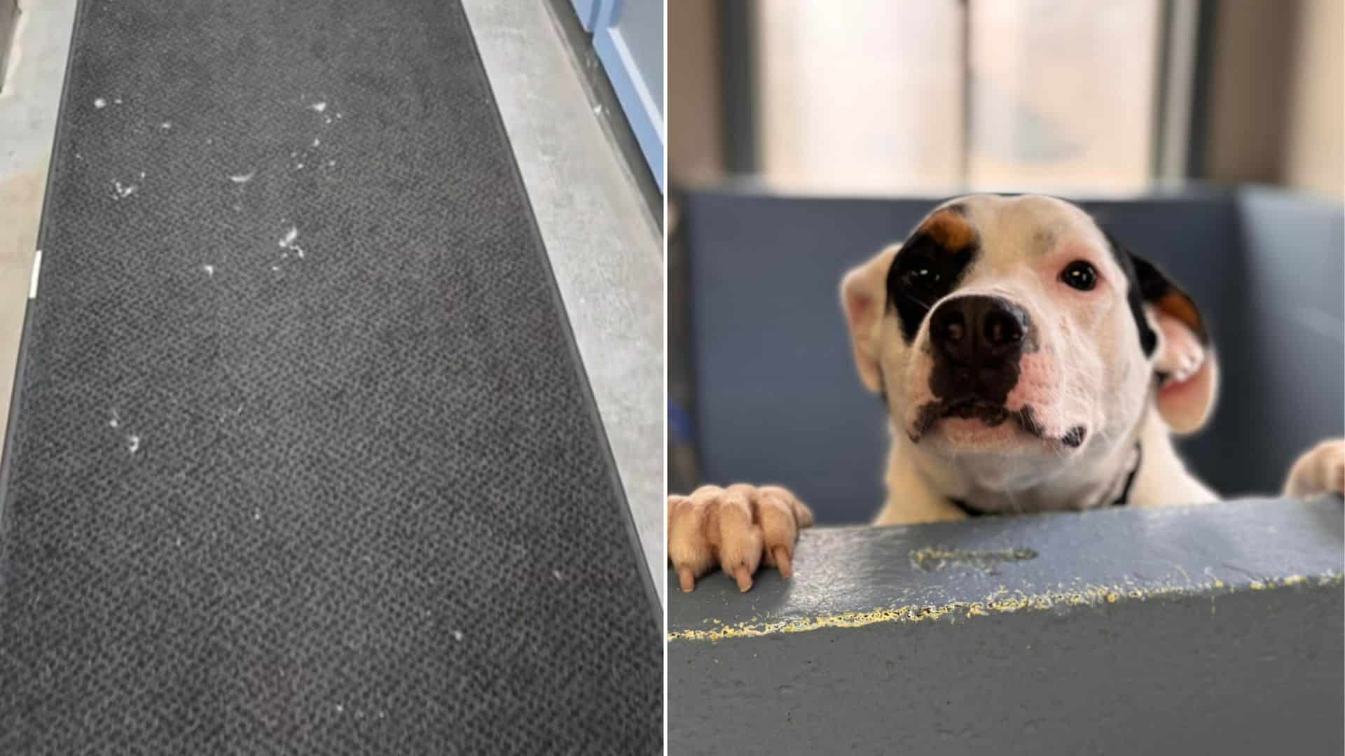 This one-year-old stray, currently resid...