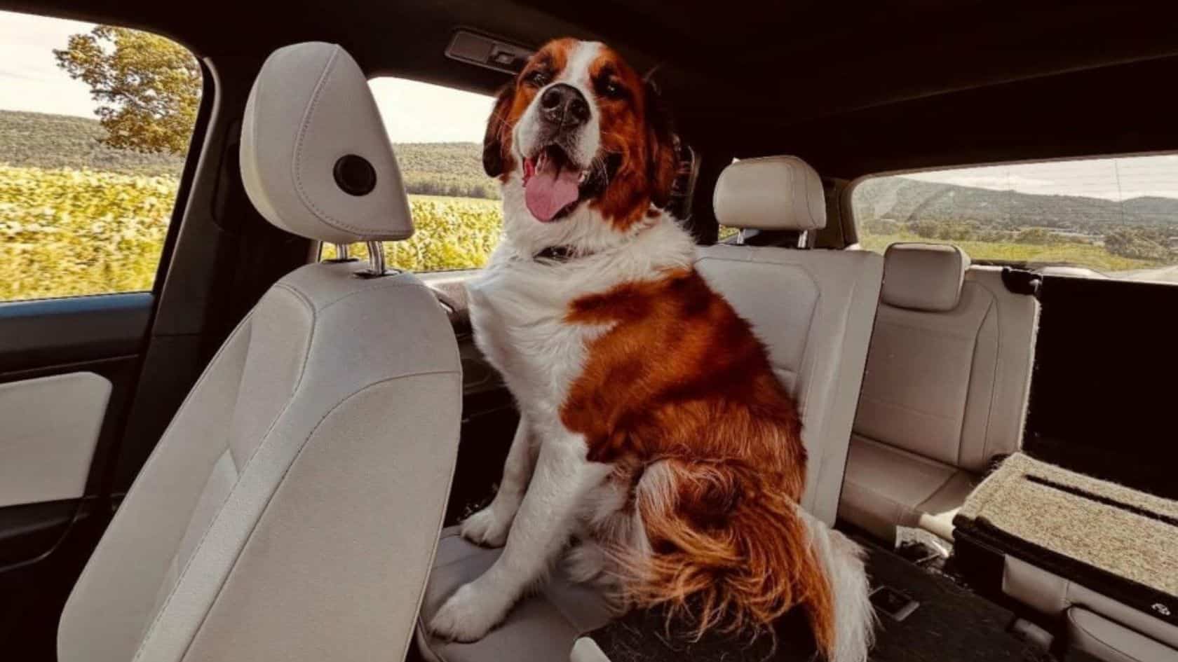 Arielle adopted Milo, a mix between a St...