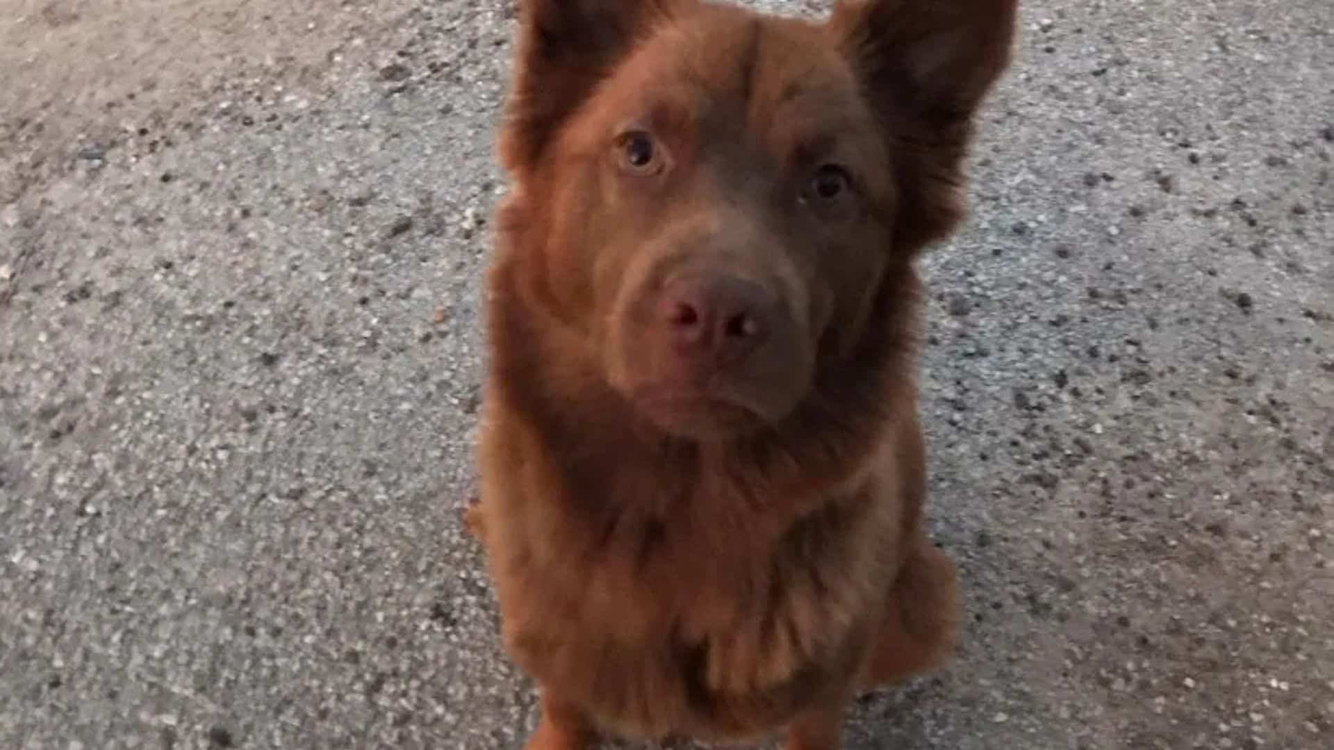 For stray mothers, the challenge is even...