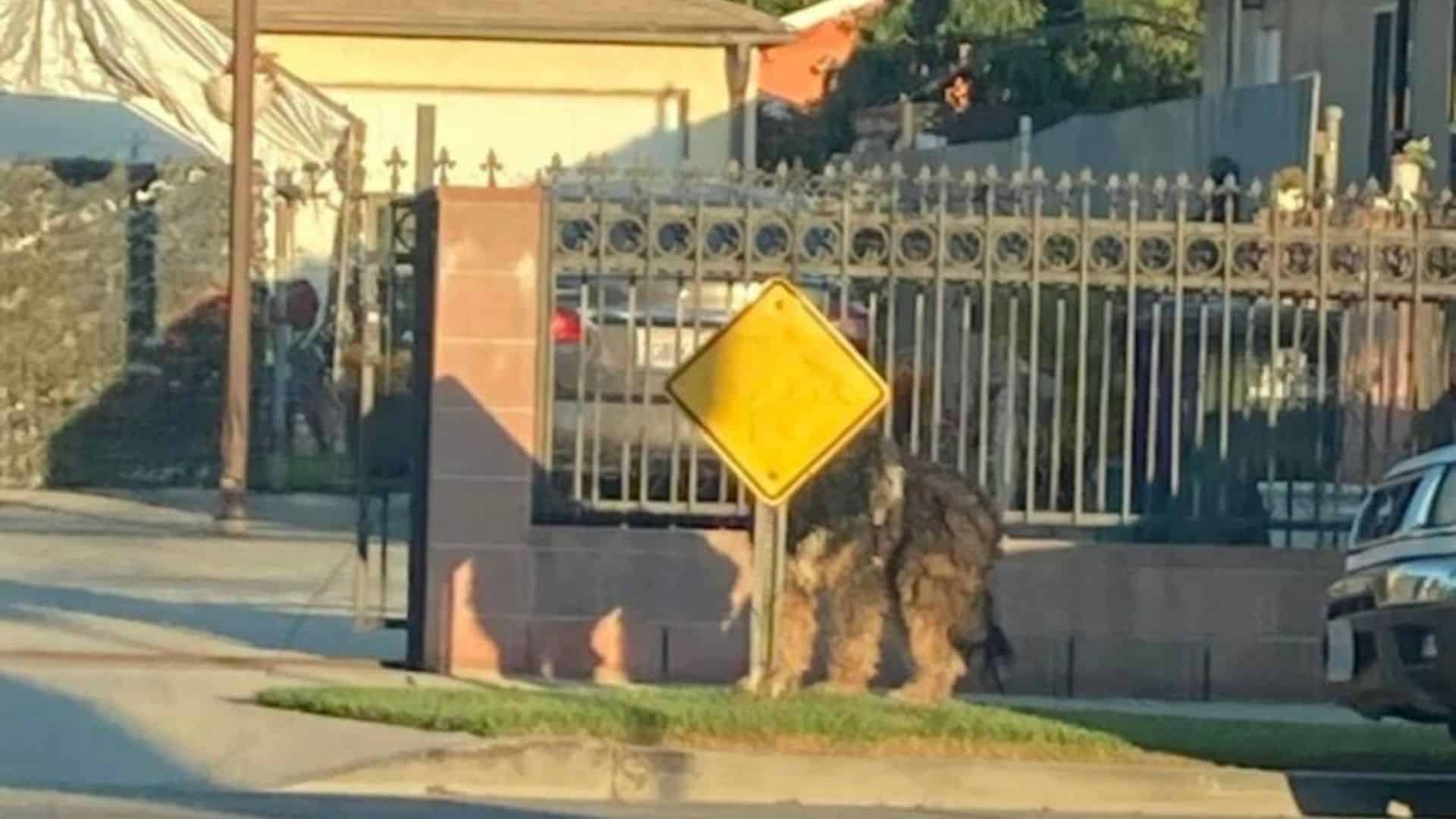 This was the fate of a 75-pound dog in S...