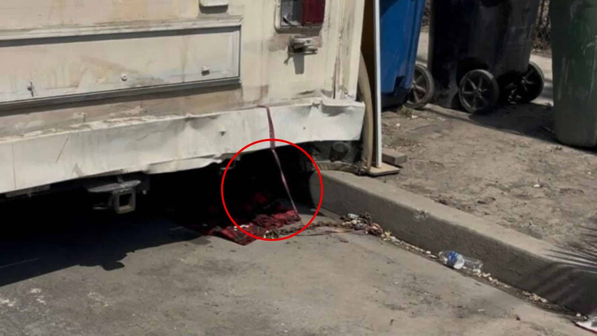 Veteran animal rescuers are familiar wit...