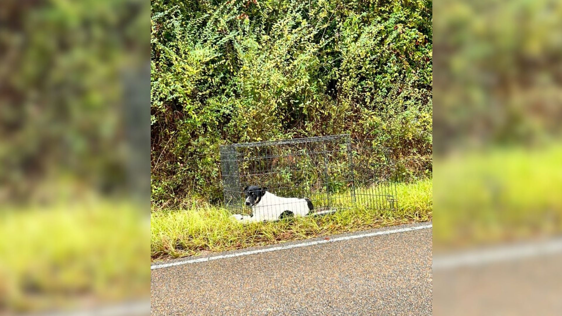 On her way to Community Animal Rescue & ...