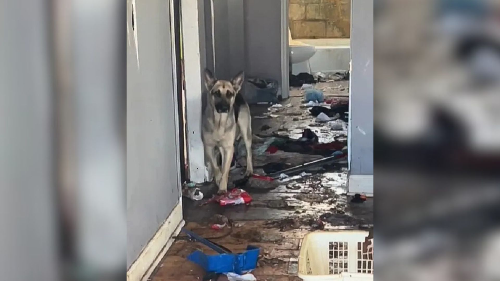 The house was a disarray of garbage and ...