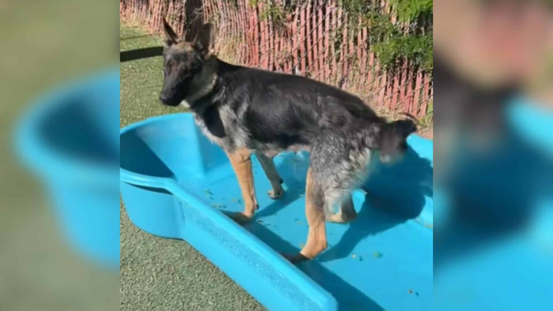 For rescuers, it's about the heart-wrenc...