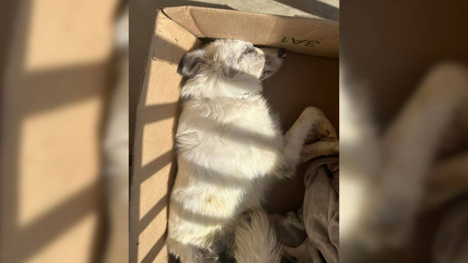 Abandoned Dog Finds New Life and Love After Miraculous Rescue