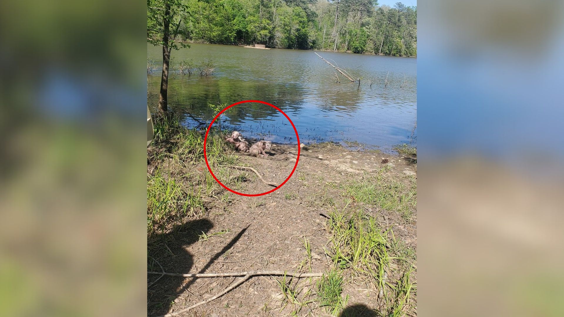 As she was preparing her kayak, her gaze...