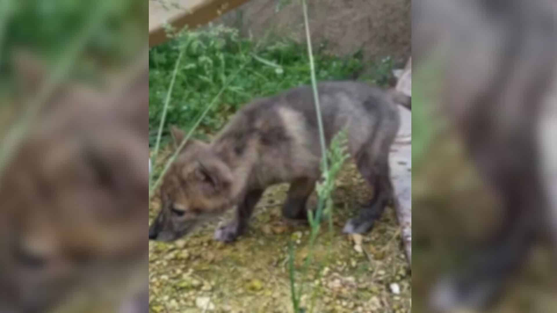 Unable to keep domestic dogs on-site, th...