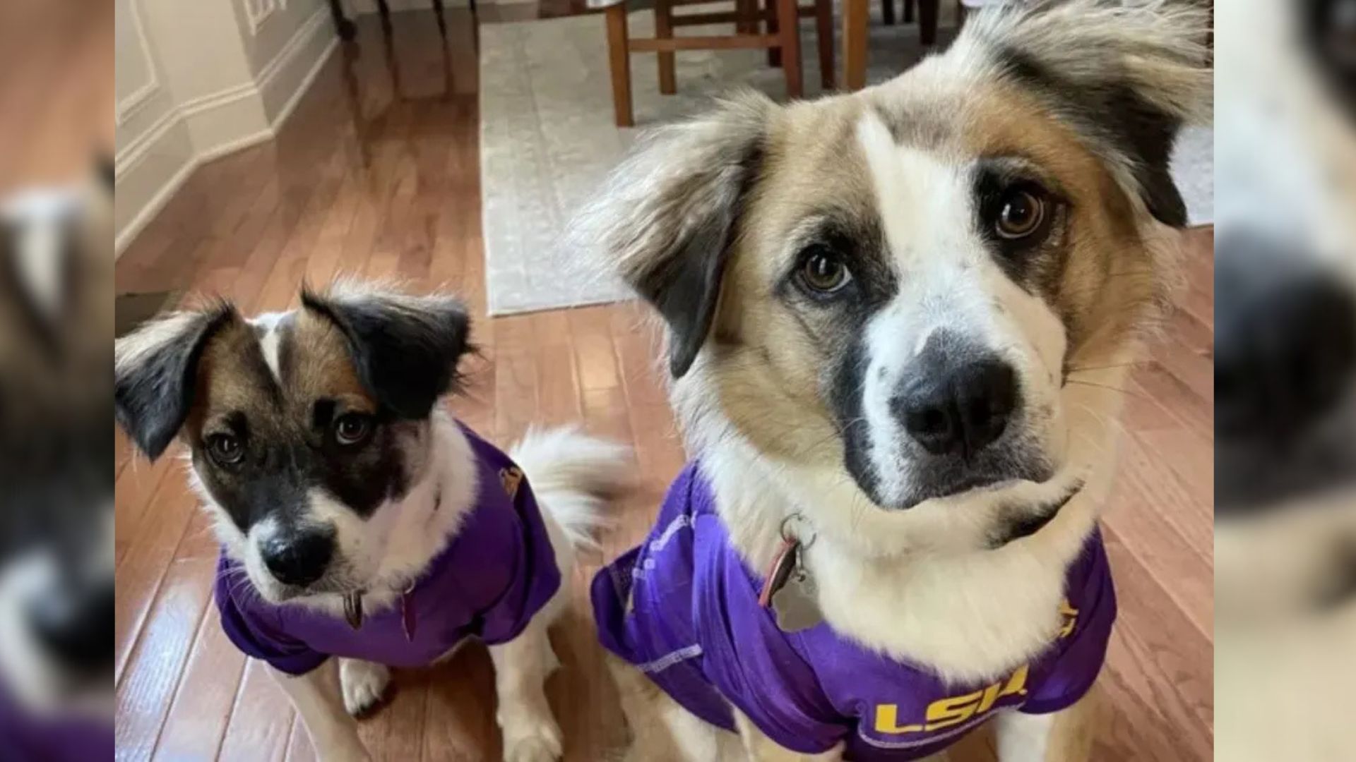 The couple quickly bonded with Diego, bu...