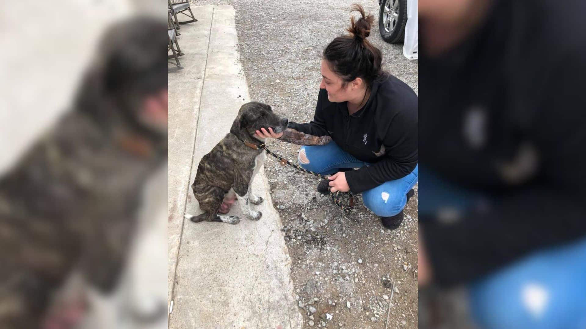 Izzy, who was expecting puppies, was aba...