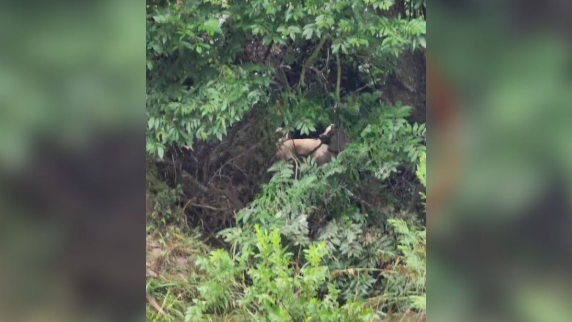 Erin Dogouet, a ranch owner in Texas, fa...