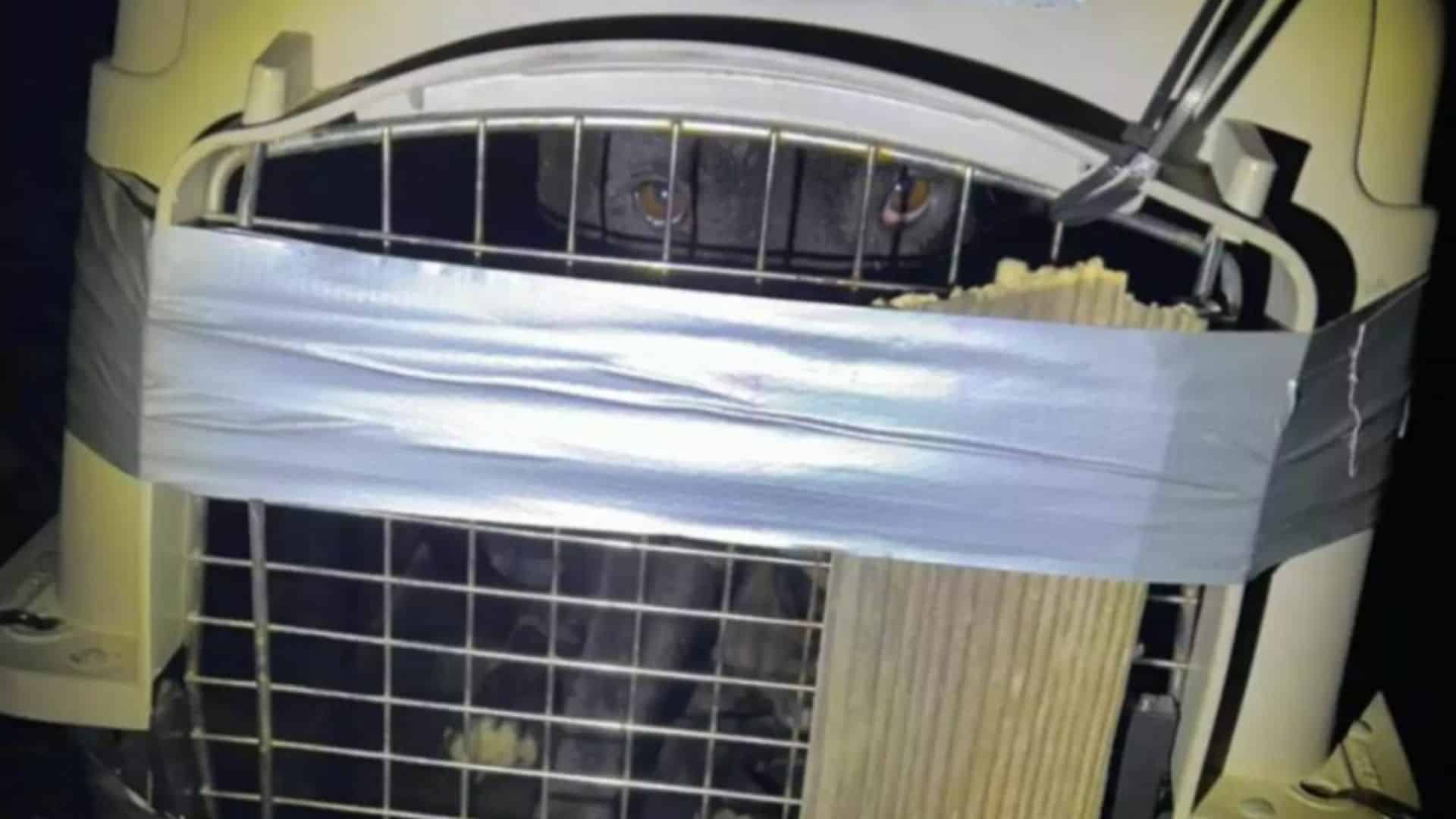 Carla noticed something strange when her...