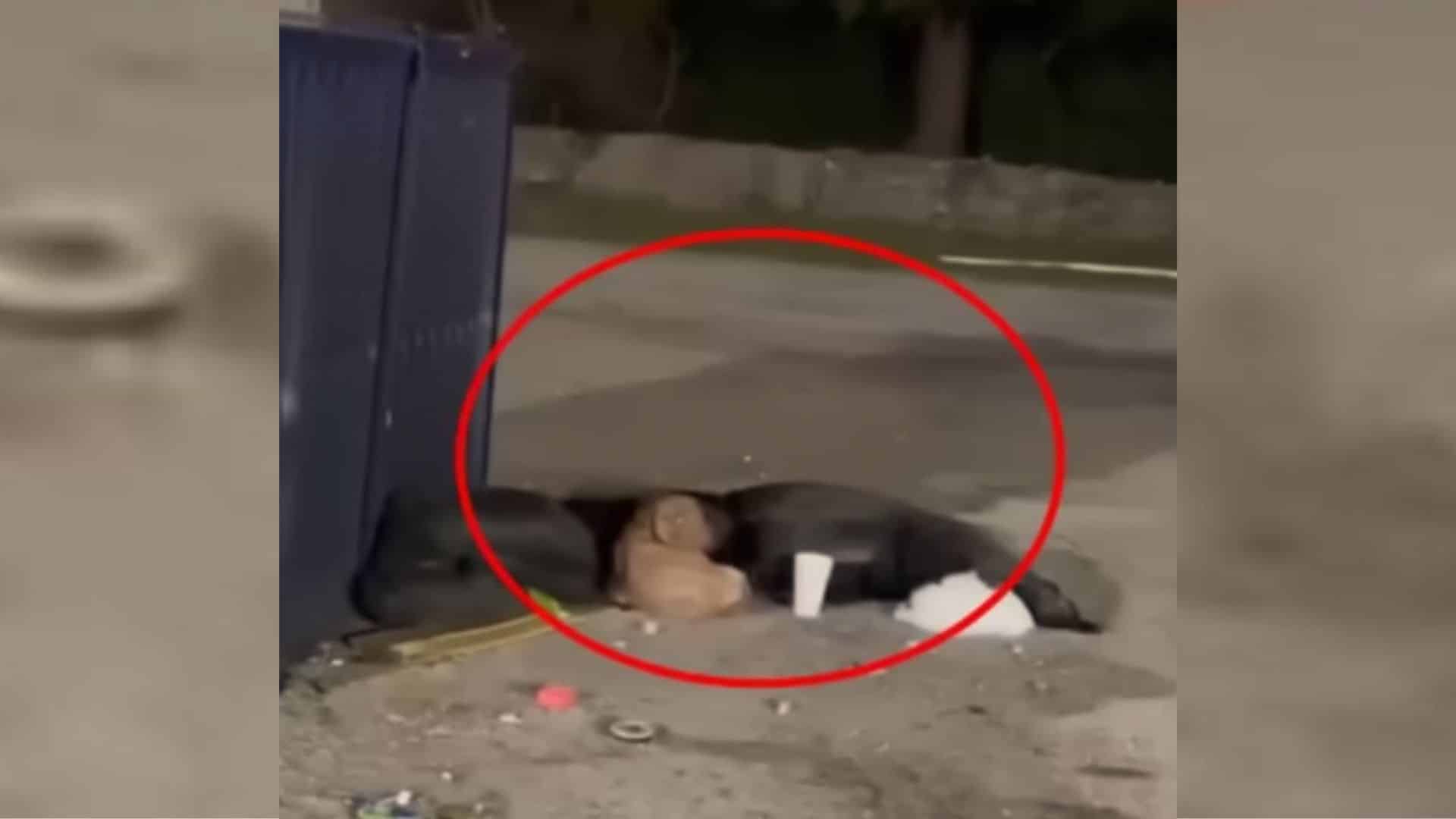 While some stray animals receive the hel...