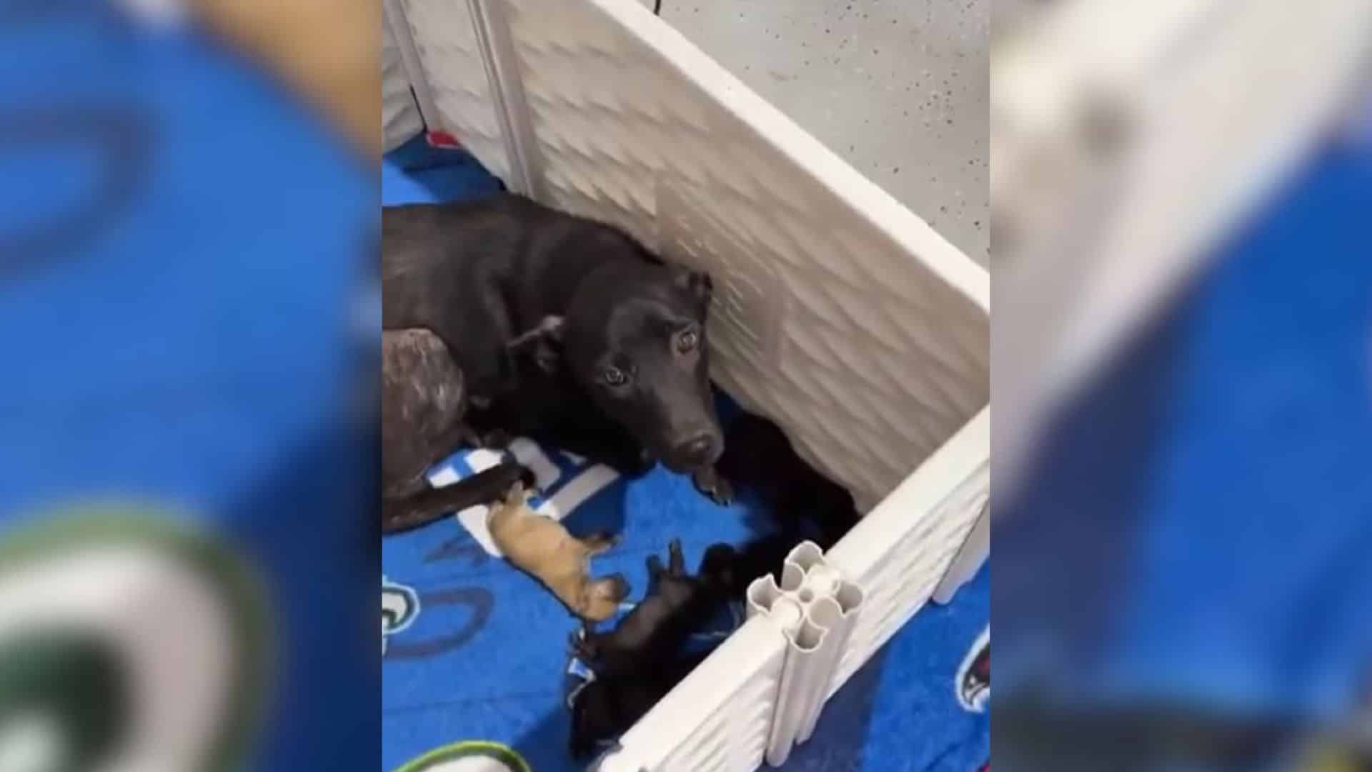 This was the reality for two stray dogs ...