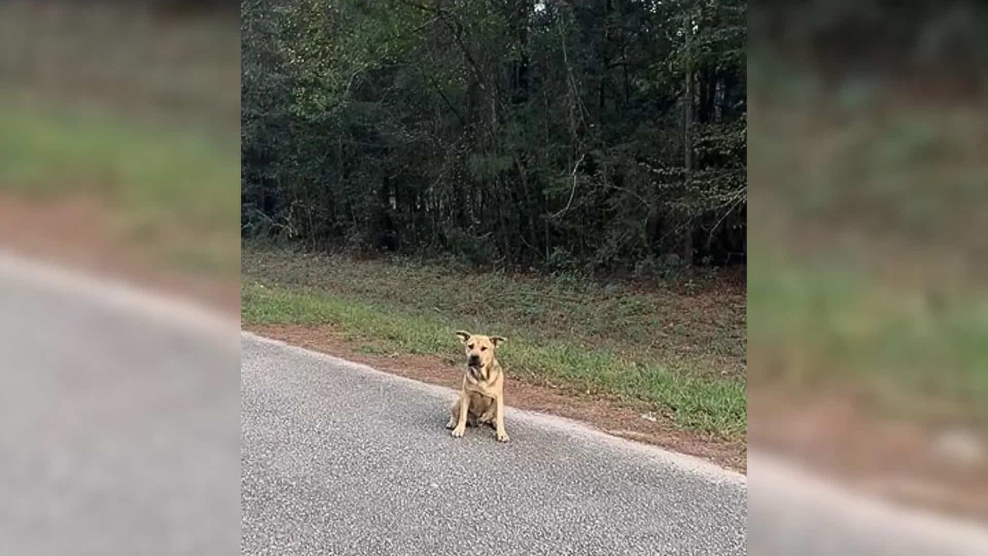 One such stray is Deputy, a homeless dog...
