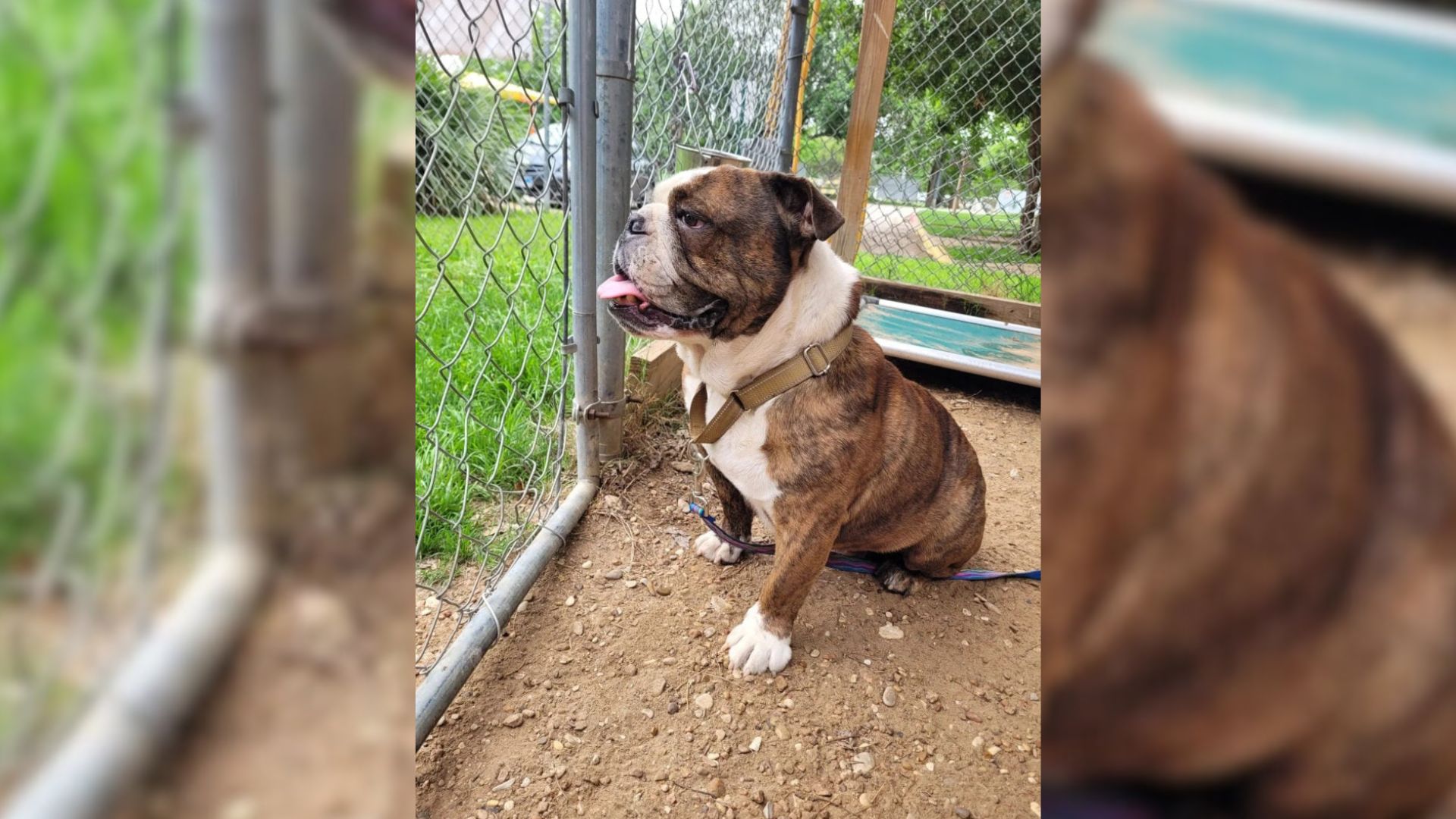 Rome, a gentle Bulldog, was found tied t...
