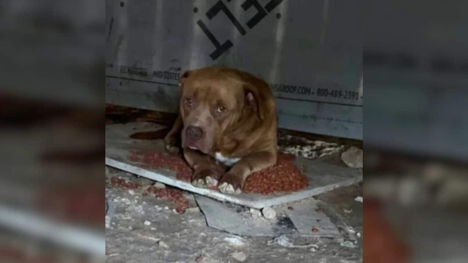 Abandoned Dog Finds Forever Home and Friendship in Heartwarming Rescue ...