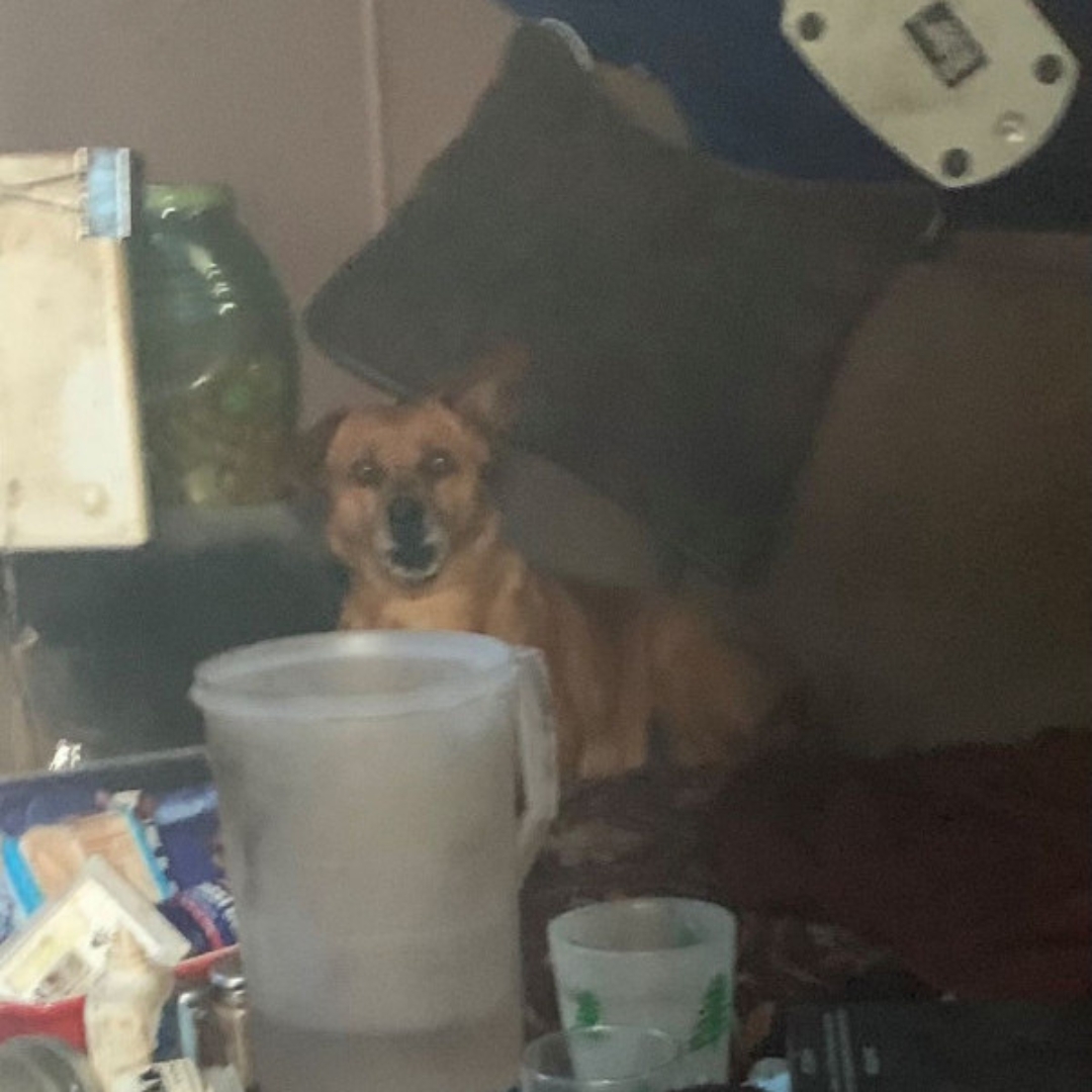 Extra image from article